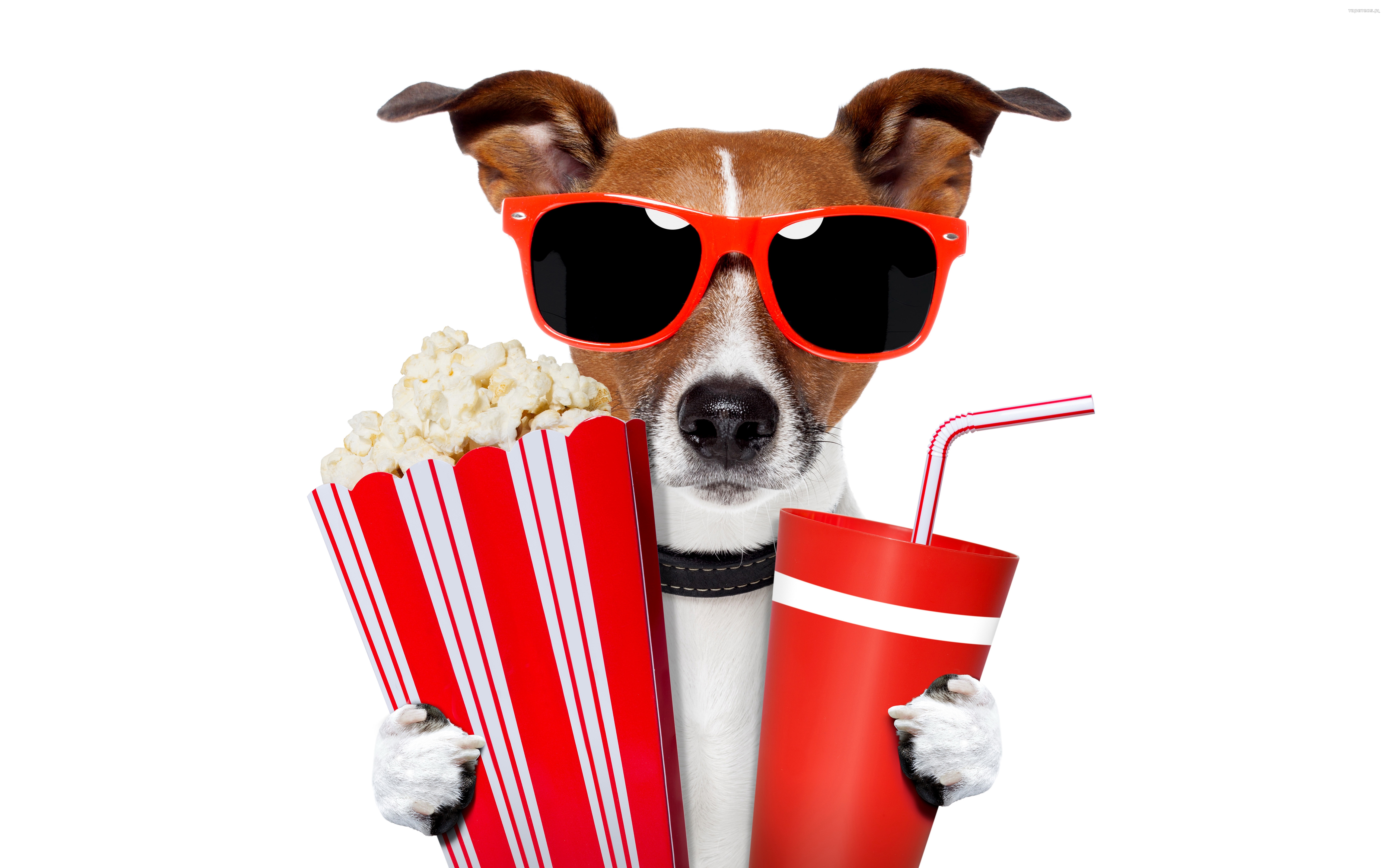 Jack Russell Terrier 065 Psy, Zwierzeta, Humor, Okulary, Popcorn, Napoj