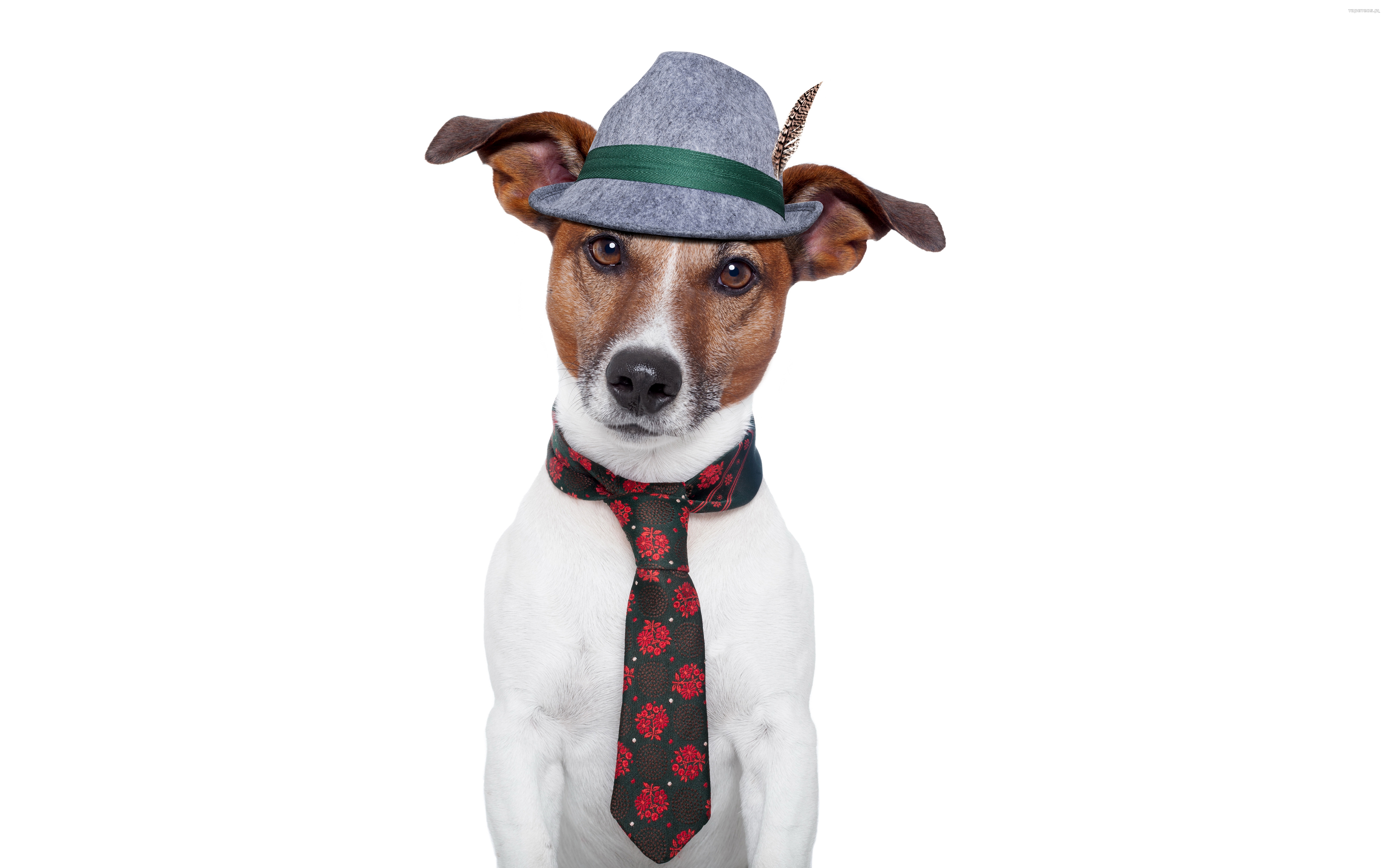 Jack Russell Terrier 076 Psy, Zwierzeta, Humor, Kapelusz, Krawat