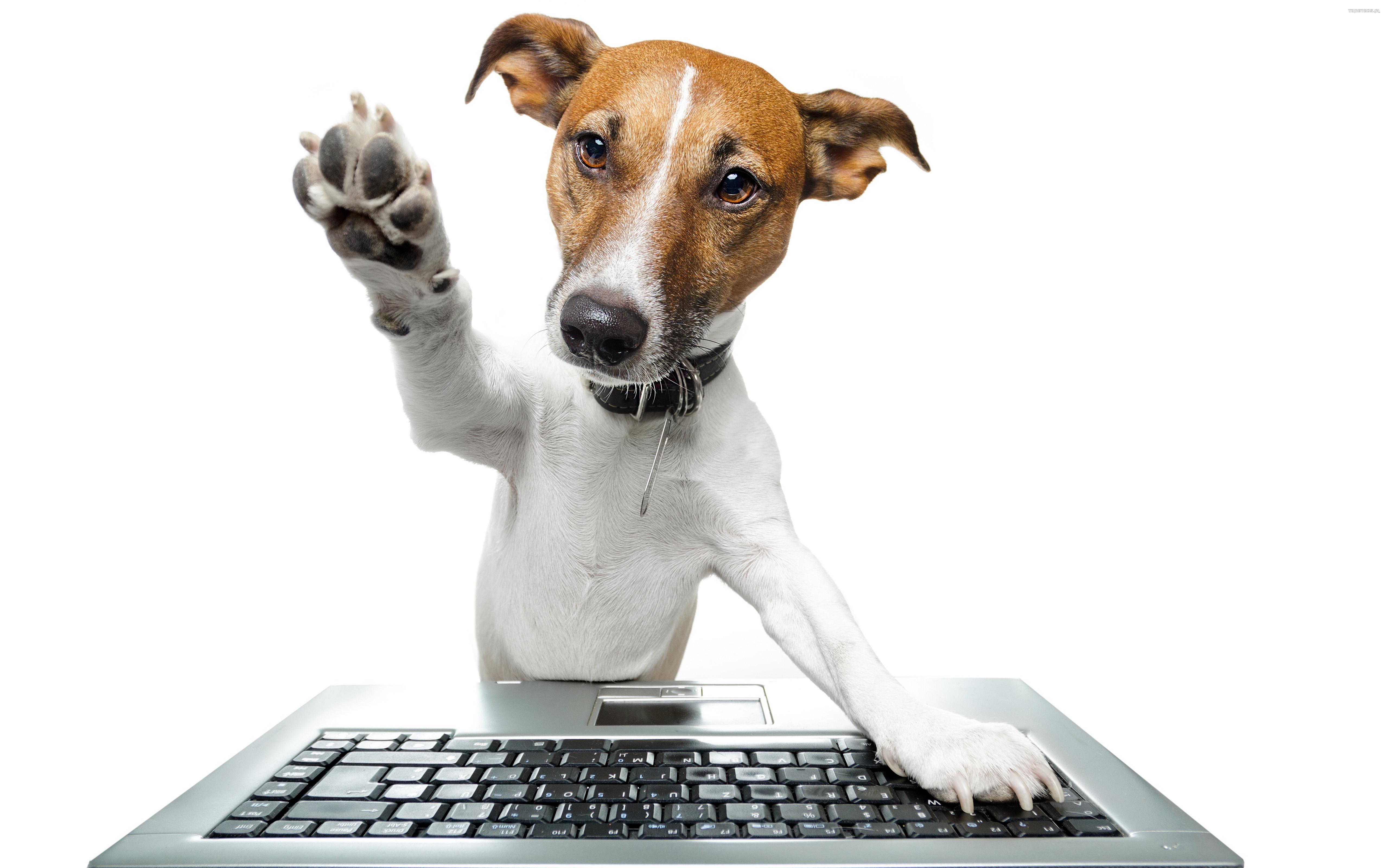 Jack Russell Terrier 079 Psy, Zwierzeta, Humor, Laptop, Klawiatura