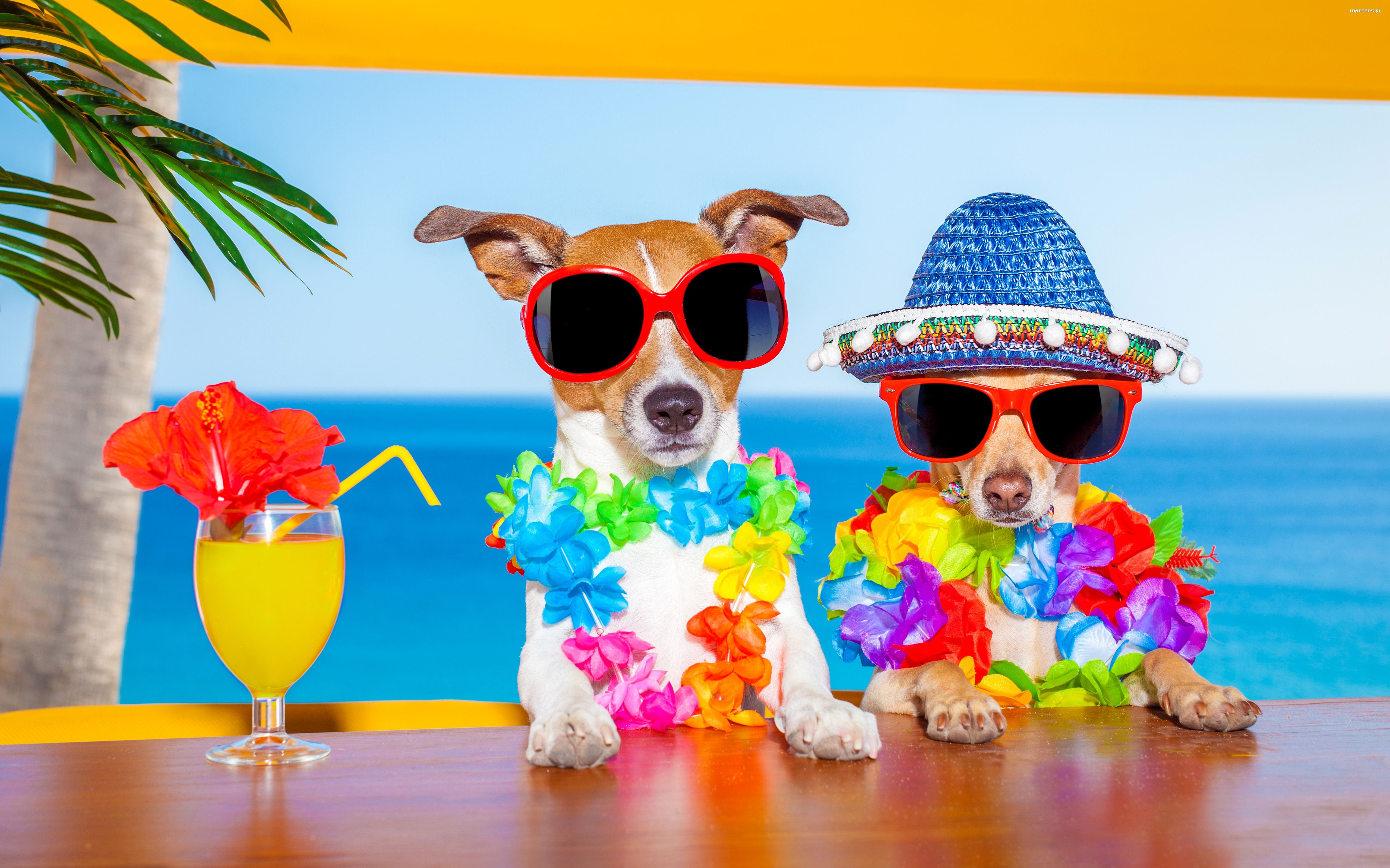 Jack Russell Terrier 093 Psy, Zwierzeta, Humor, Bar, Tropiki, Koktajl, Kapelusz, Okulary, Morze