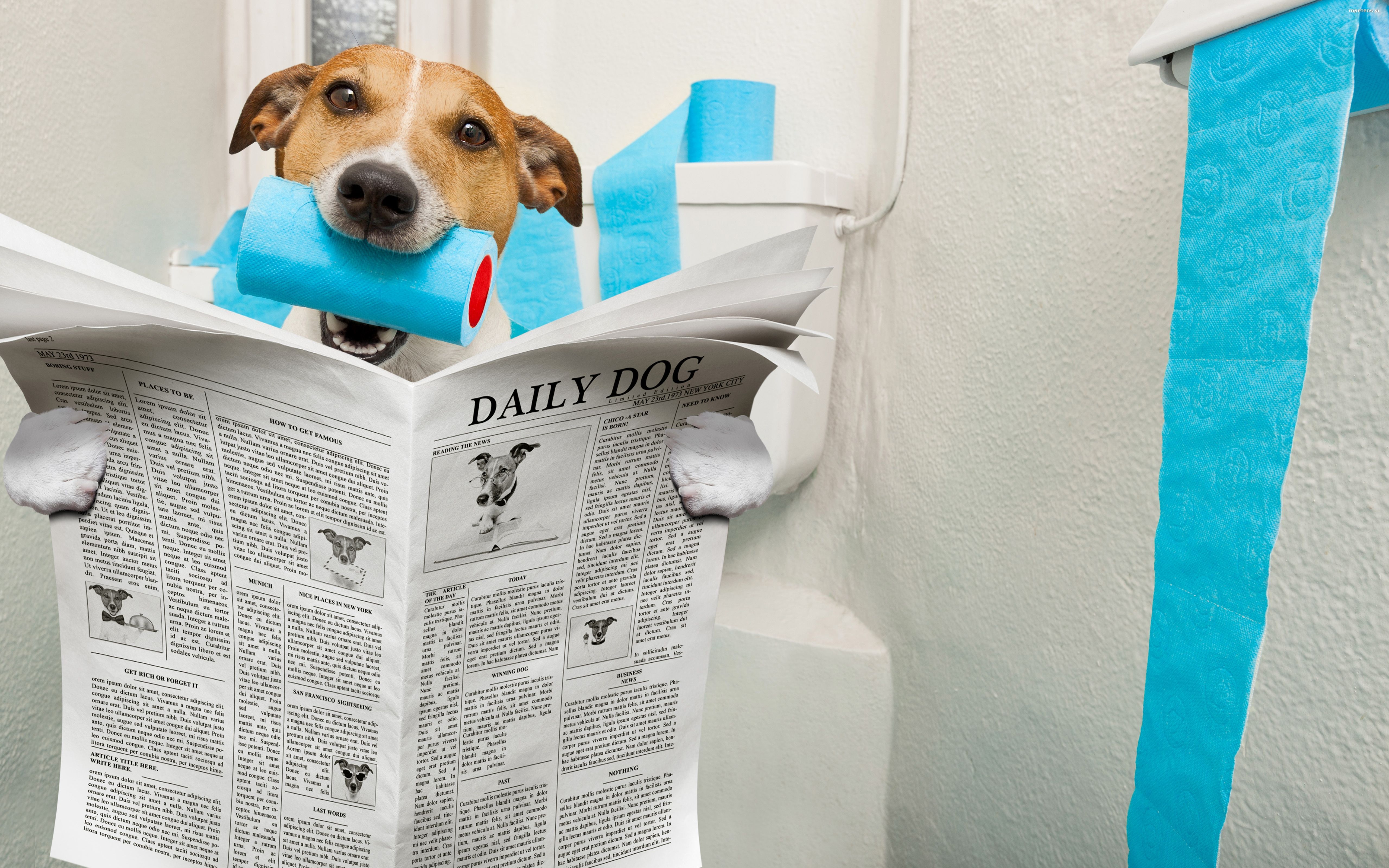 Jack Russell Terrier 097 Psy, Zwierzeta, Humor, Toaleta, Gazeta