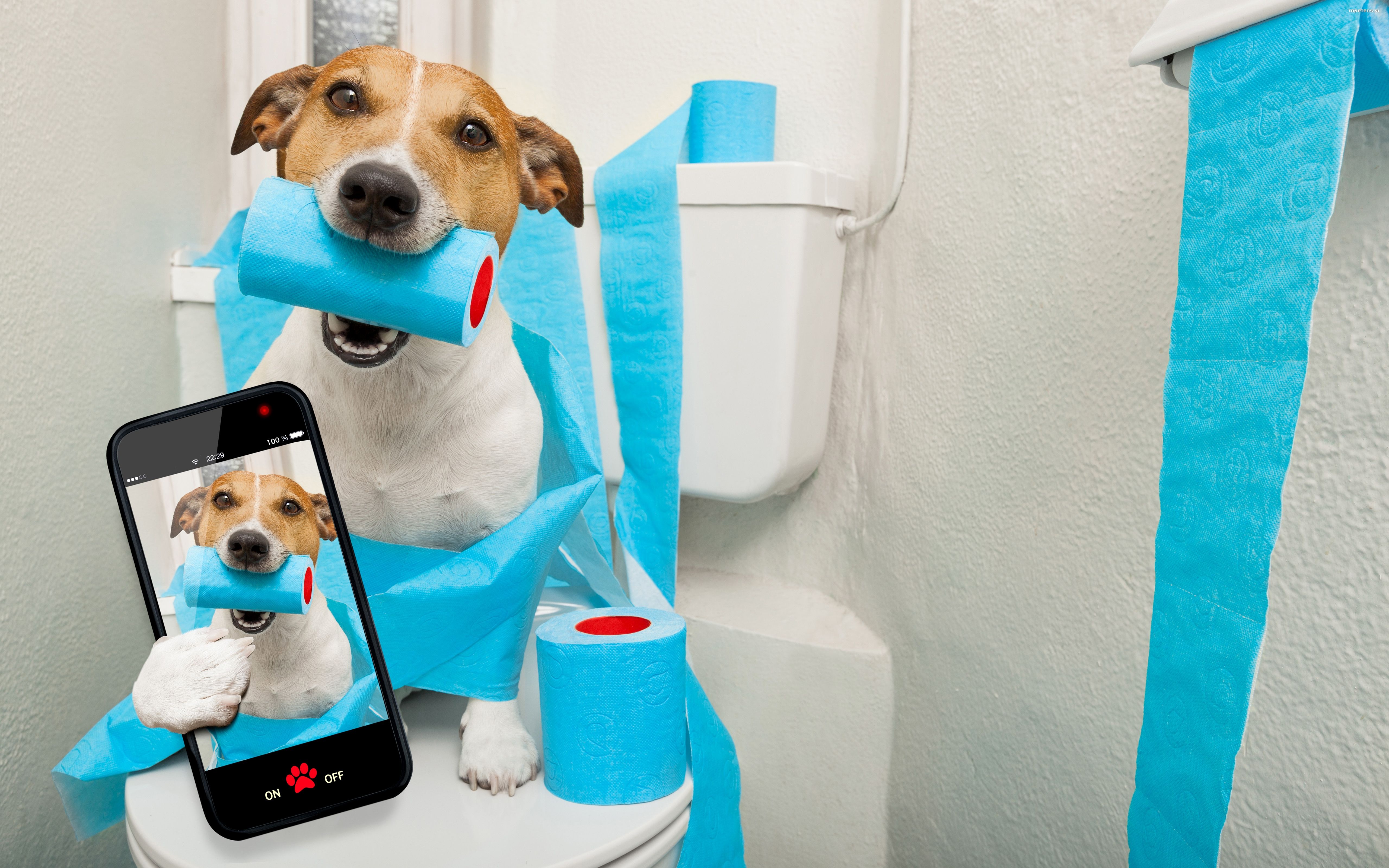 Jack Russell Terrier 100 Psy, Zwierzeta, Humor, Toaleta, Telefon, Smartfon