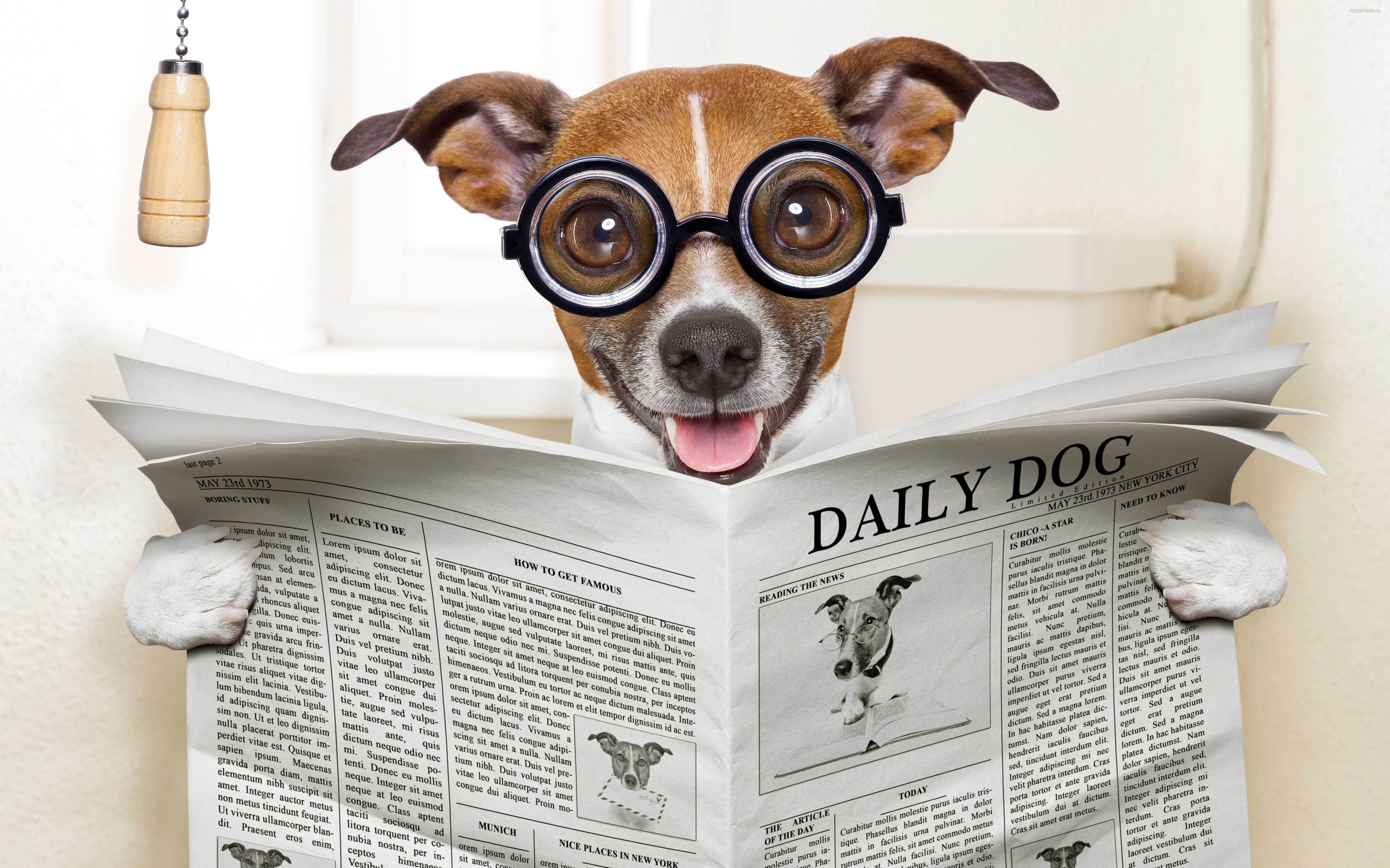 Jack Russell Terrier 101 Psy, Zwierzeta, Humor, Toaleta, Gazeta, Okulary
