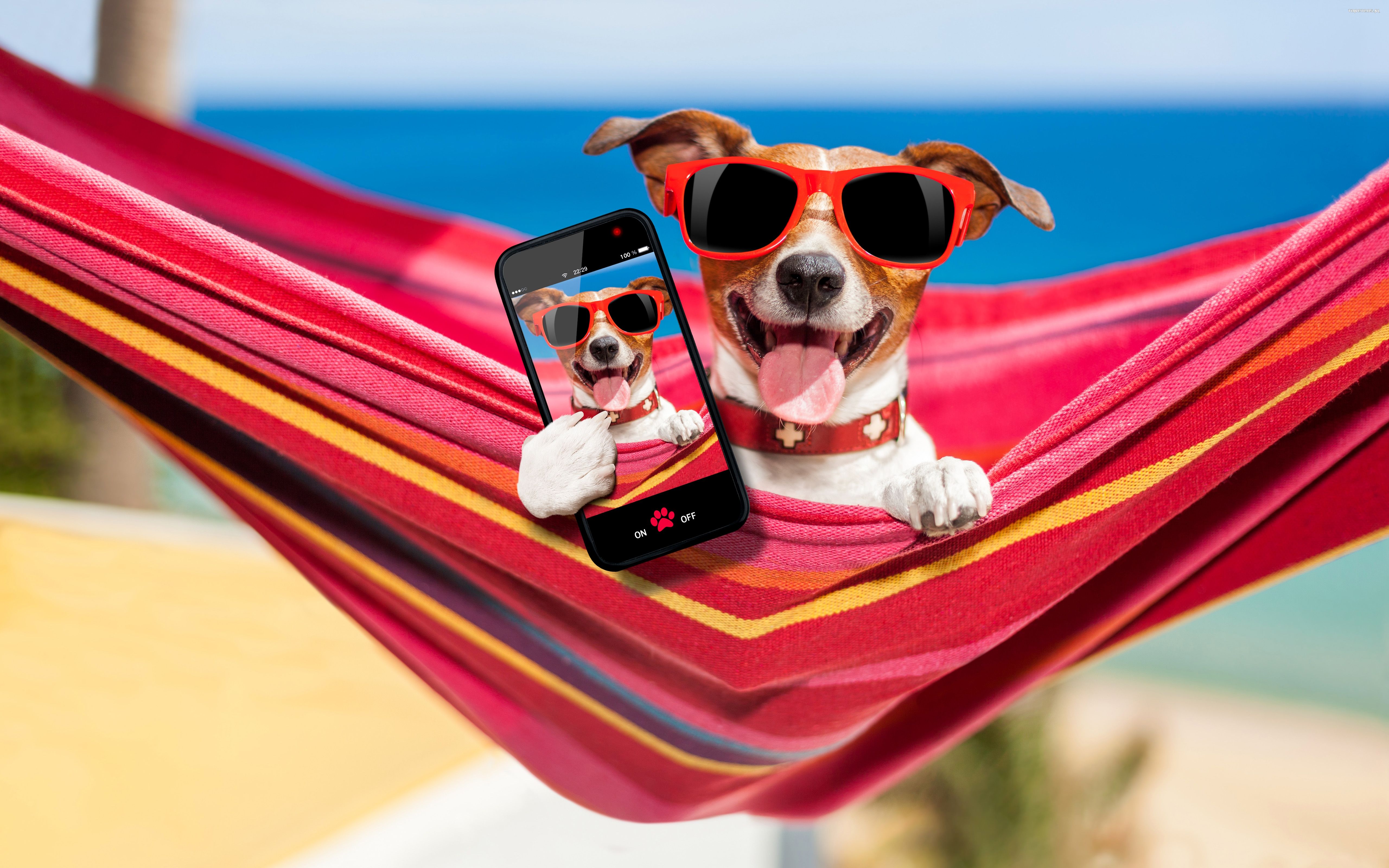Jack Russell Terrier 105 Psy, Zwierzeta, Humor, Hamak, Okulary, Telefon, Smartfon