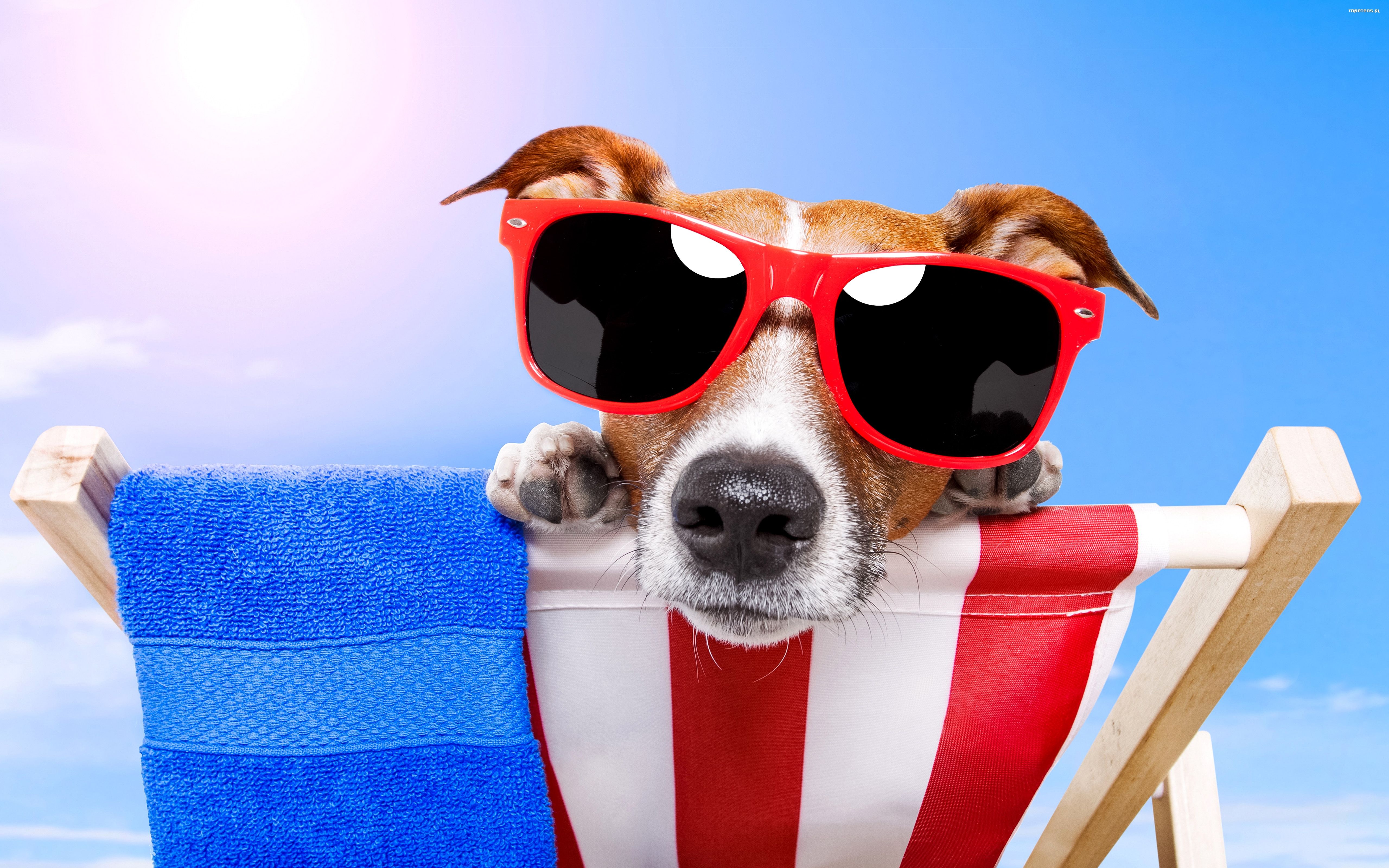 Jack Russell Terrier 108 Psy, Zwierzeta, Humor, Lezak, Okulary, Morze