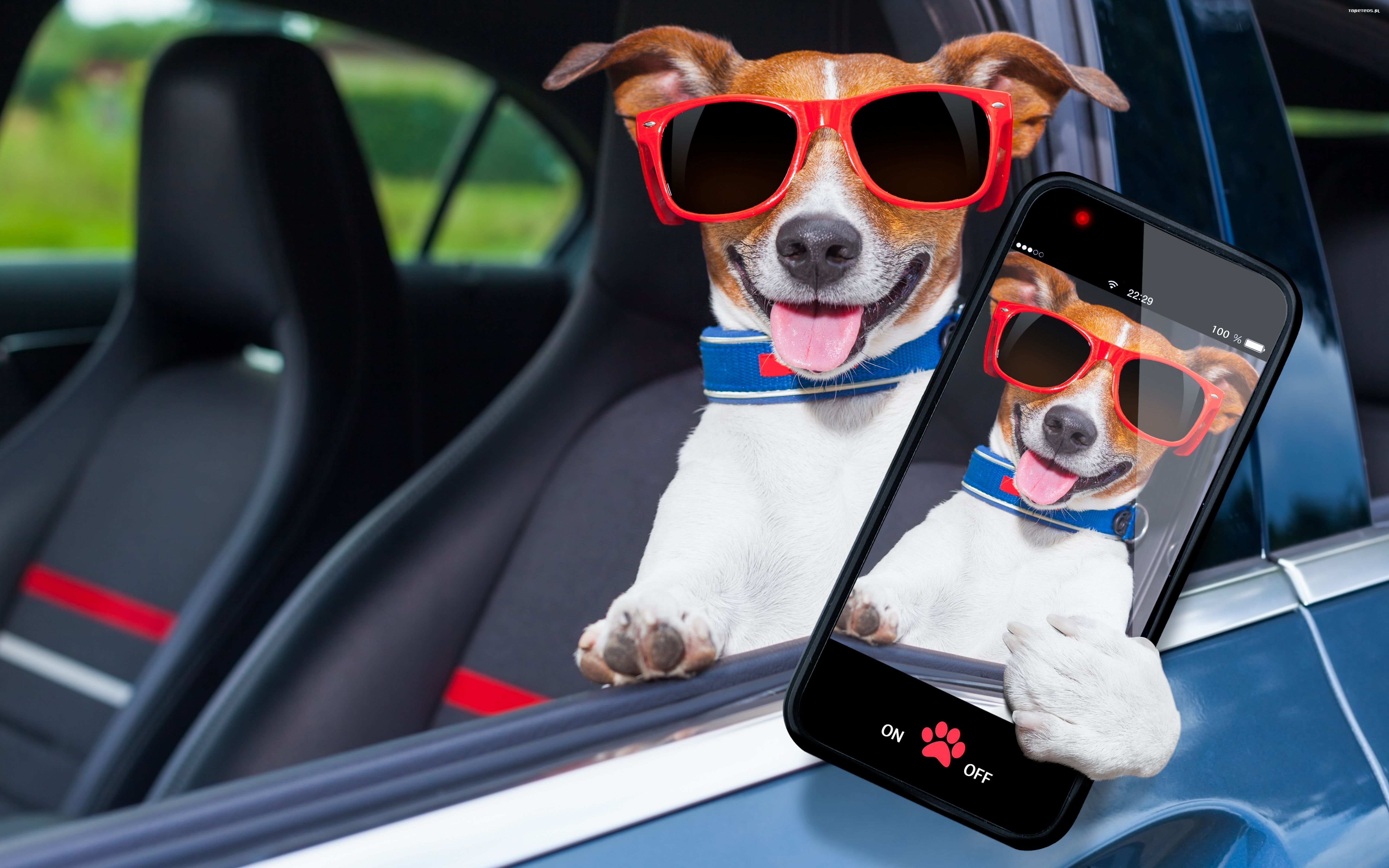 Jack Russell Terrier 112 Psy, Zwierzeta, Humor, Samochod, Okulary, Telefon, Smartfon
