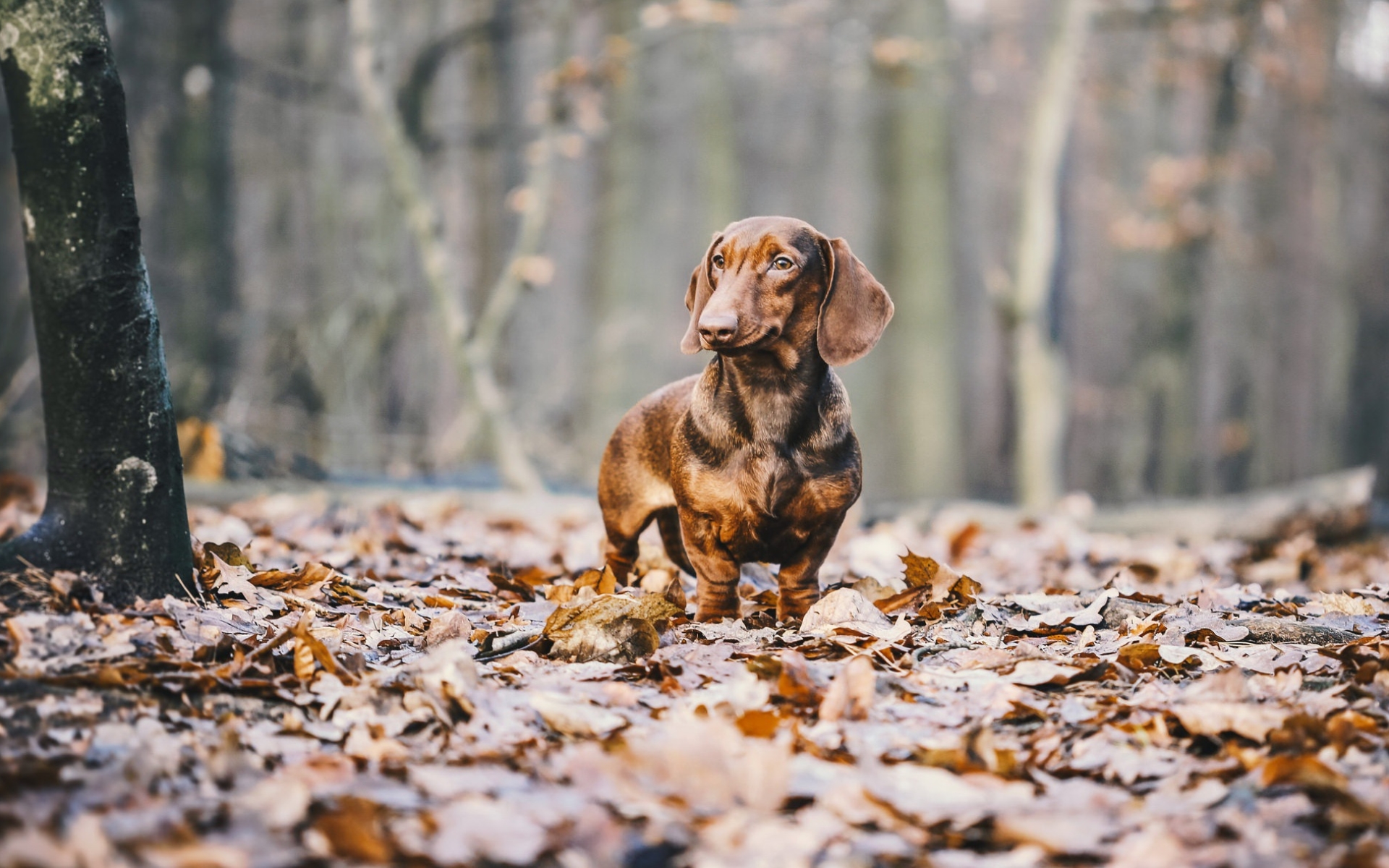 Jamnik, Dachshund 030 Psy, Zwierzeta, Jesien, Park, Liscie