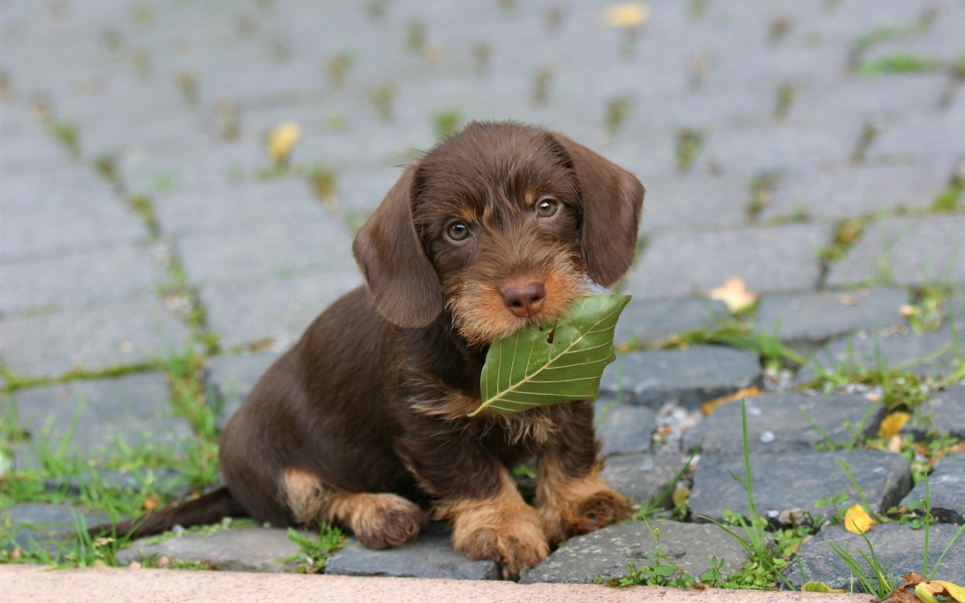 Jamnik, Dachshund 054 Psy, Zwierzeta