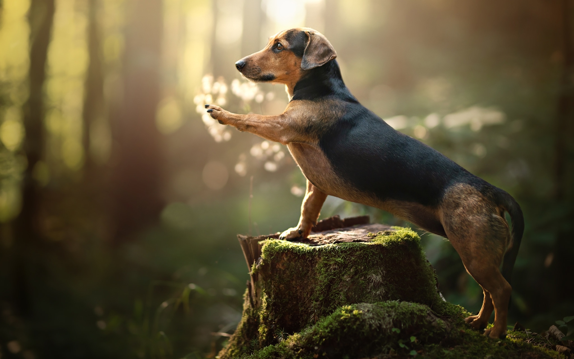 Perro Dachshund Fondos De Pantalla Hd Wallpapers Hd - Rezfoods - Resep ...