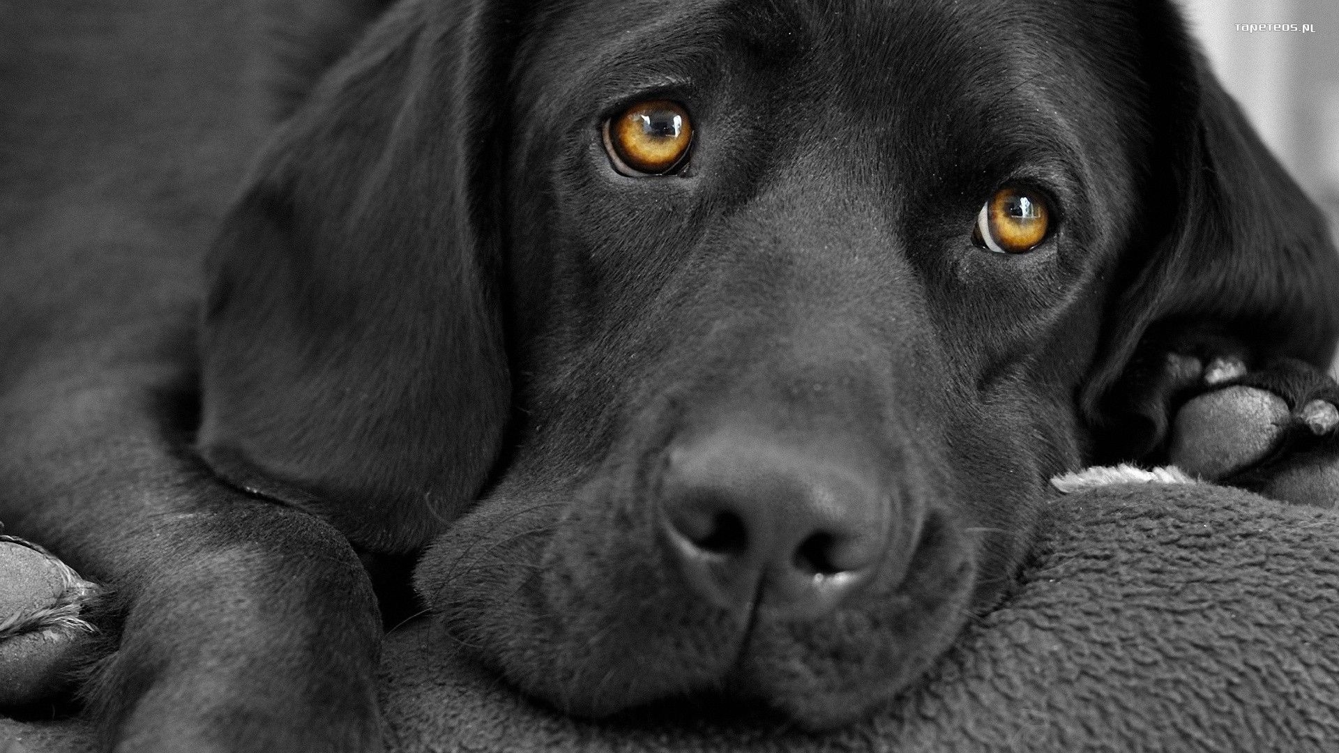Labrador Retriever 001 Psy, Zwierzeta