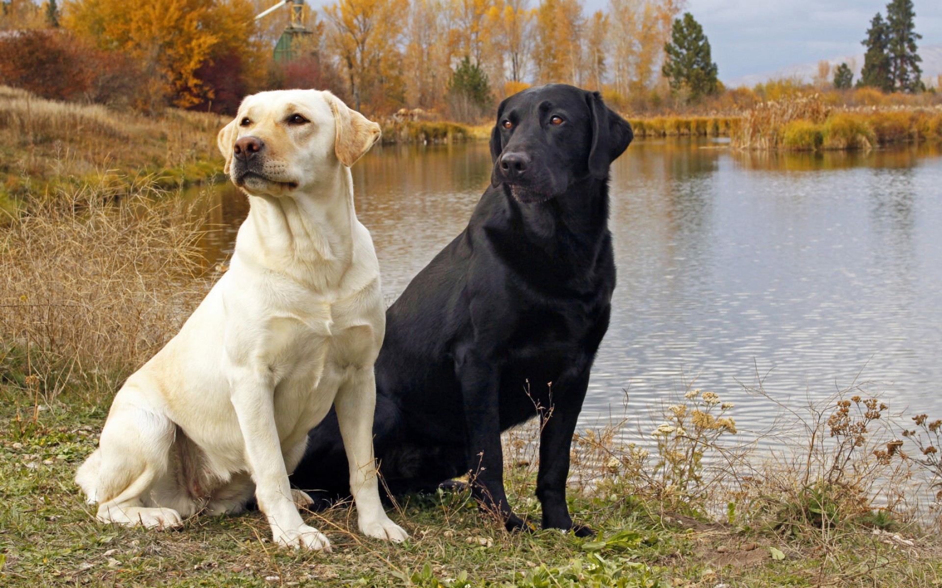 Labrador Retriever 007 Psy, Zwierzeta, Natura