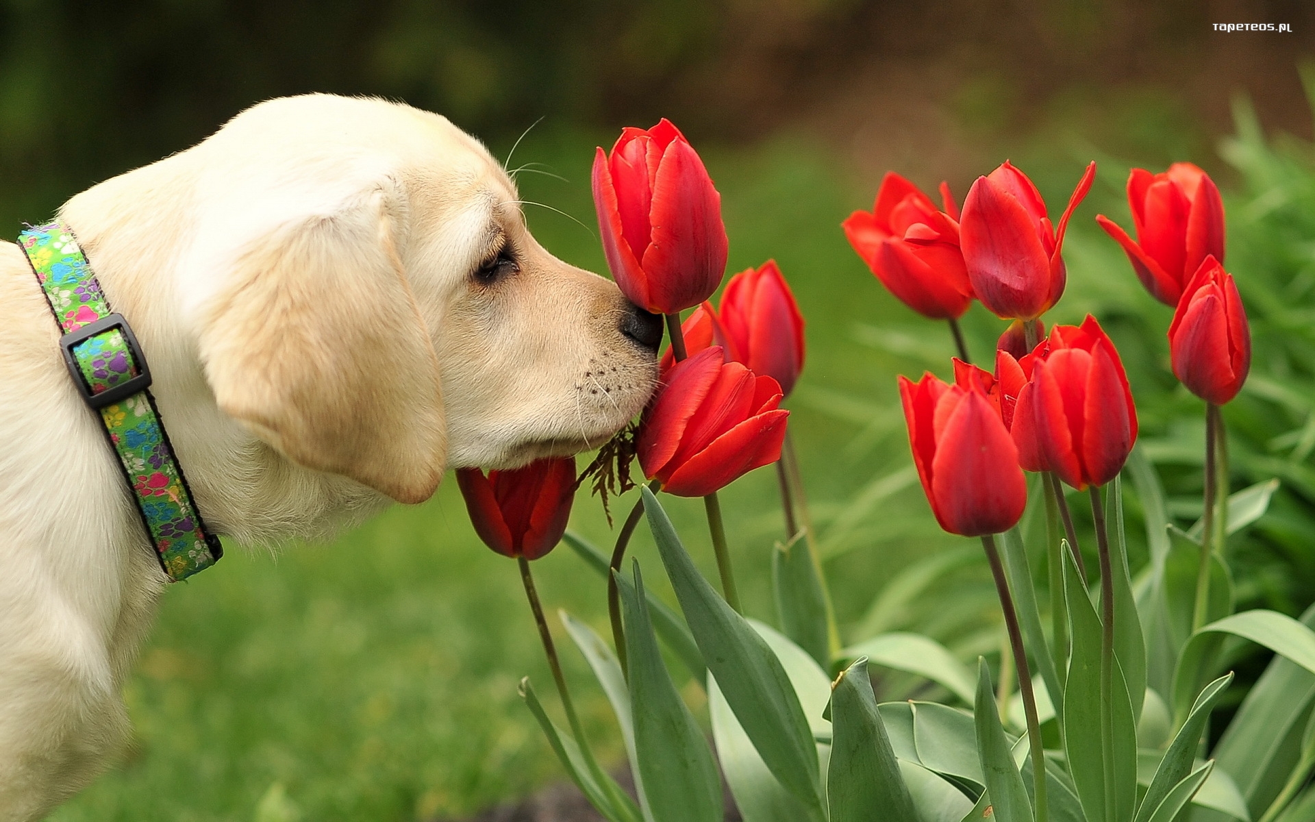 Labrador Retriever 017 Psy, Zwierzeta, Kwiaty, Tulipany