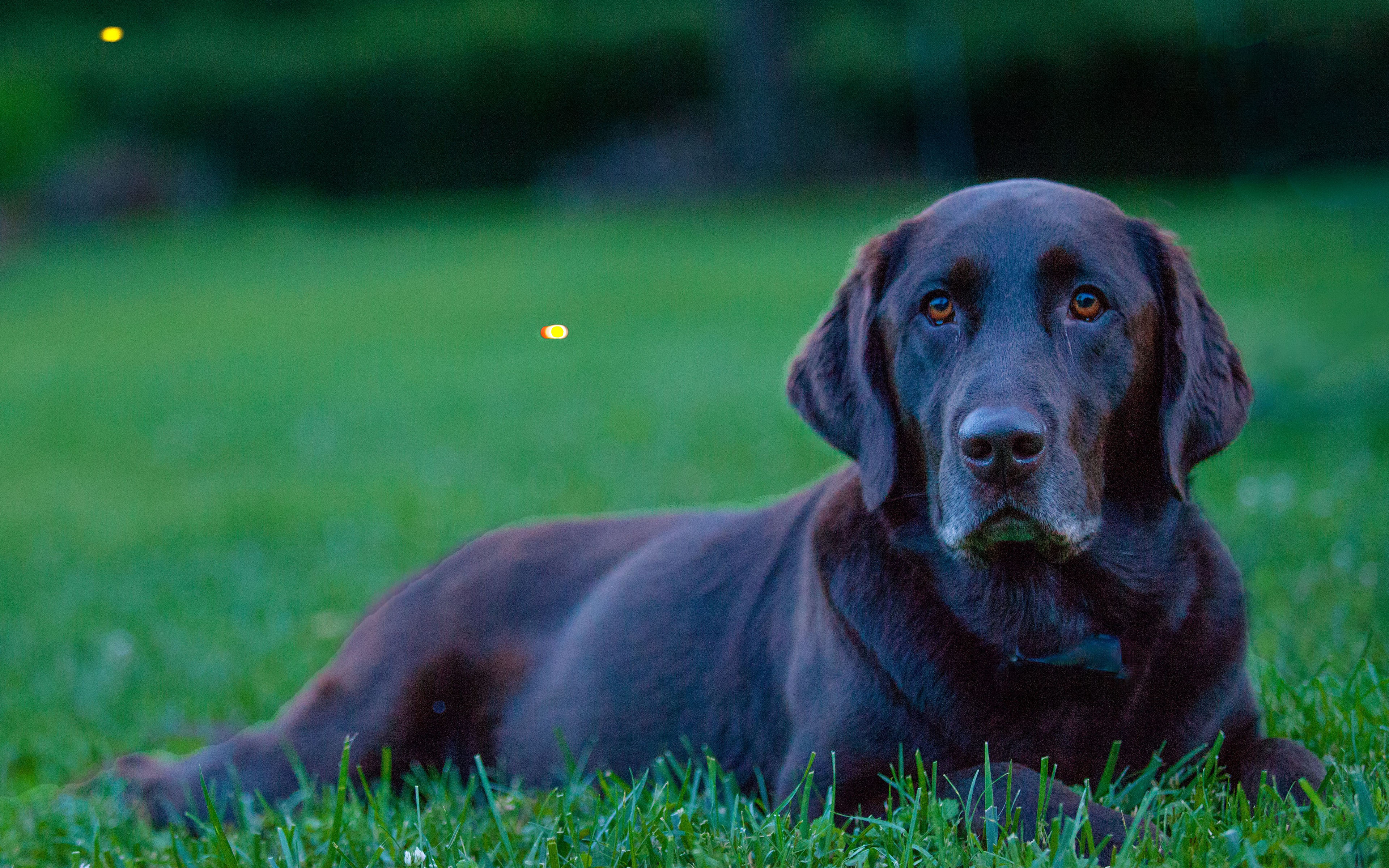 Labrador Retriever 035 Psy, Zwierzeta