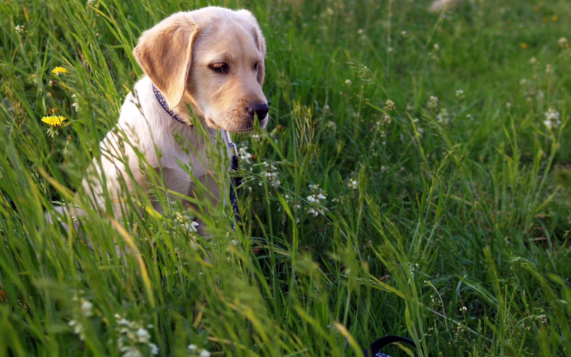 Labrador Retriever 038 Psy, Zwierzeta