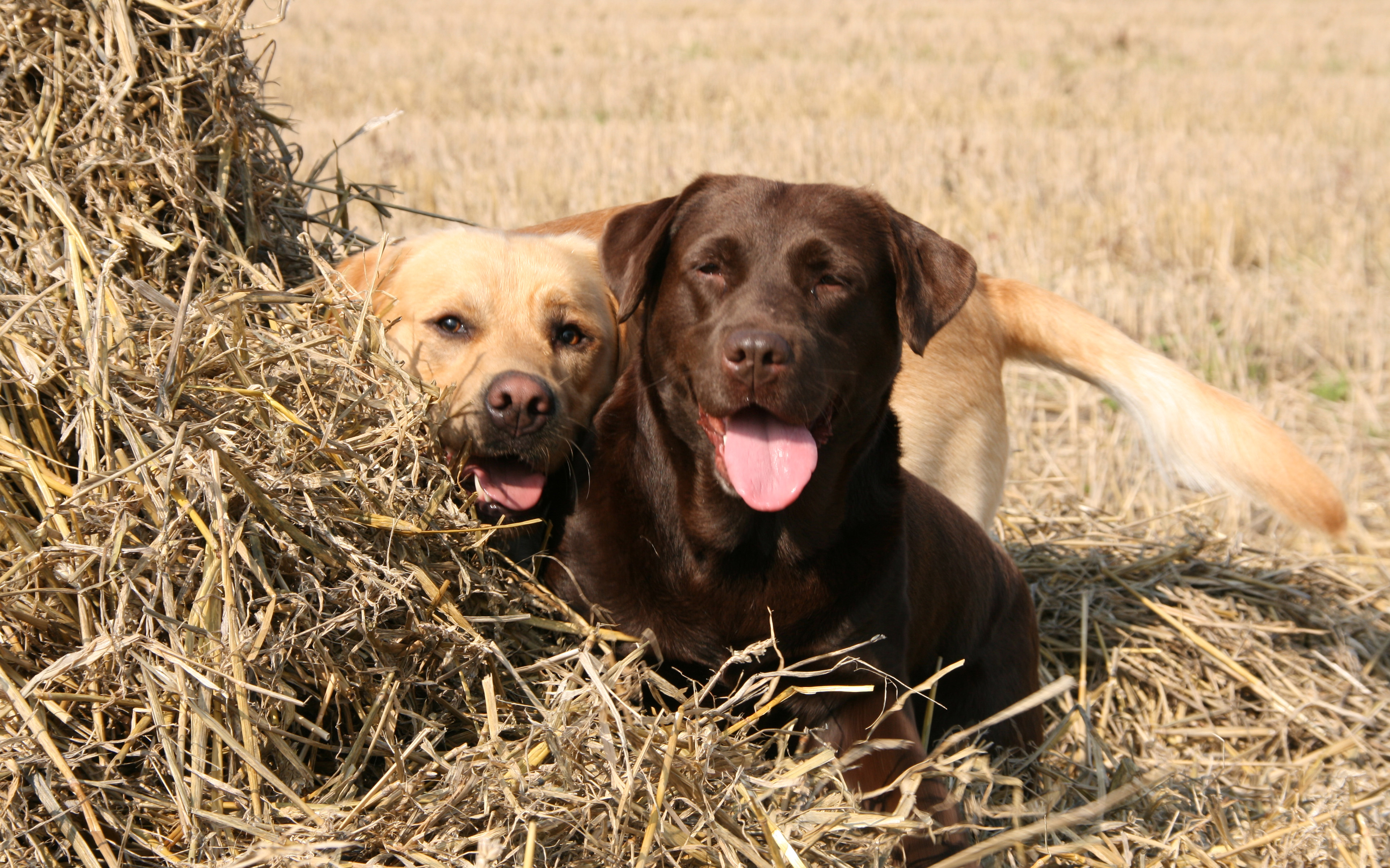 Labrador Retriever 045 Psy, Zwierzeta