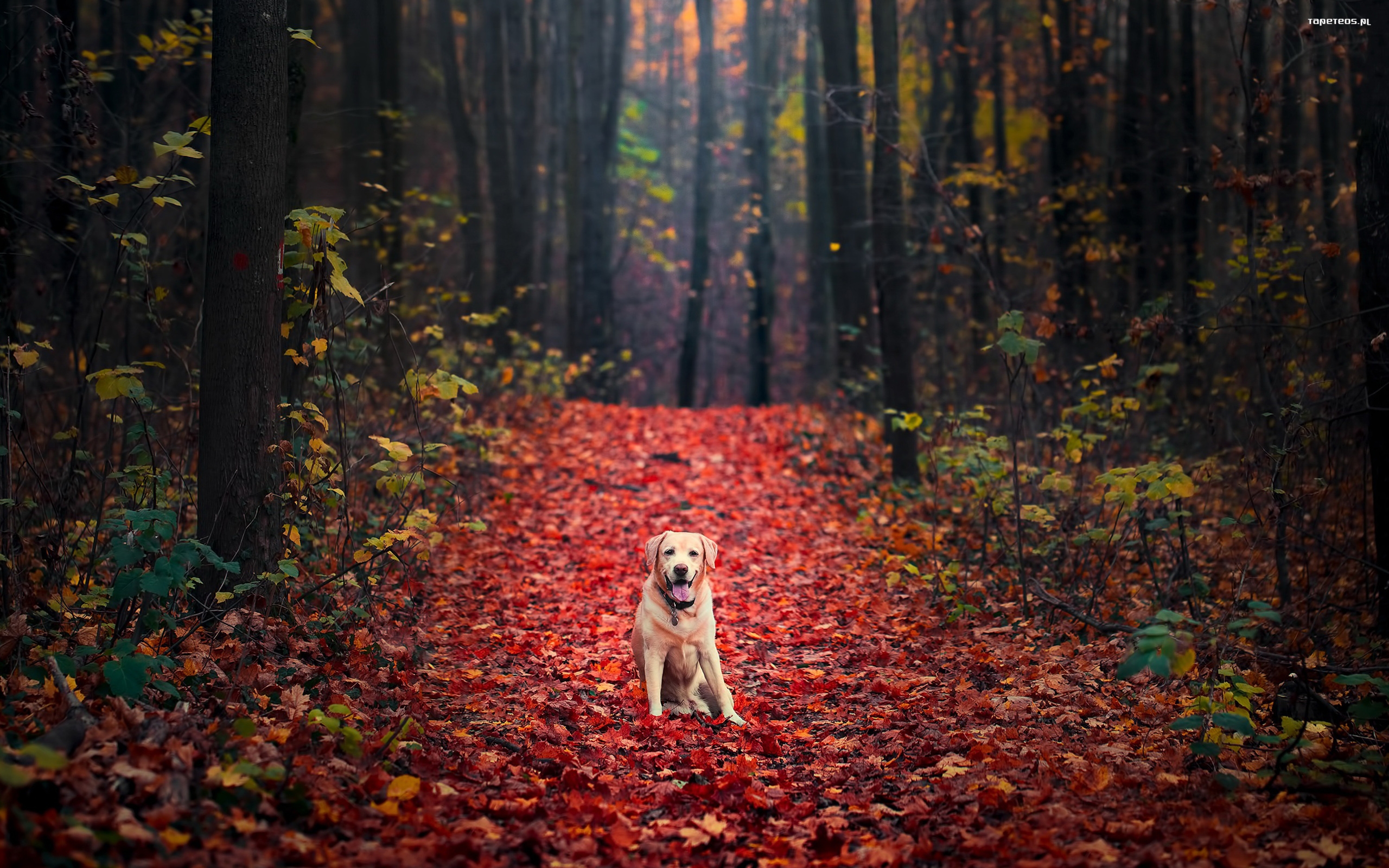 Labrador Retriever 075 Psy, Zwierzeta, Las, Drzewa, Jesien