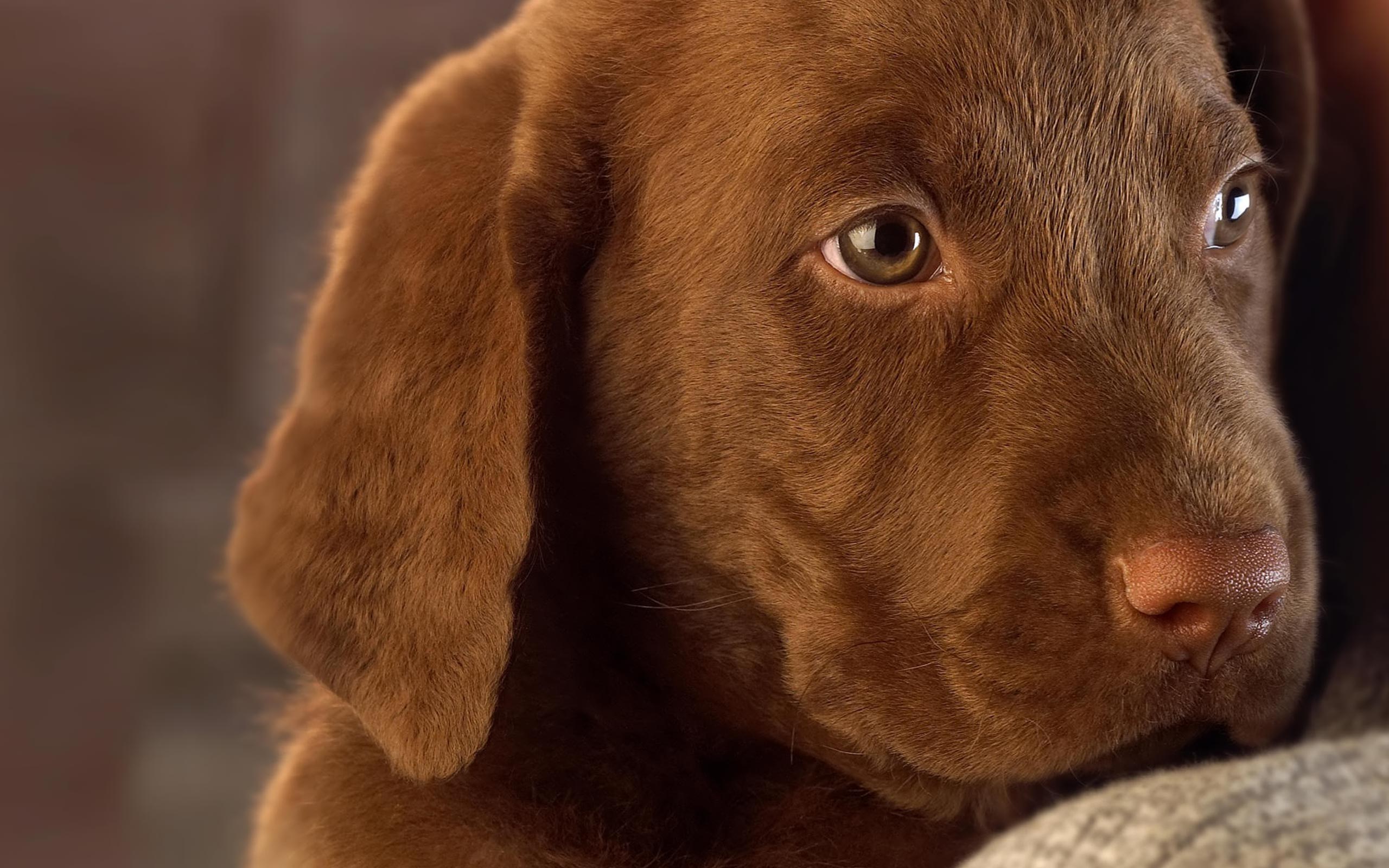 Pies 2560x1600 017 Brązowy Labrador retriever, Szczeniak