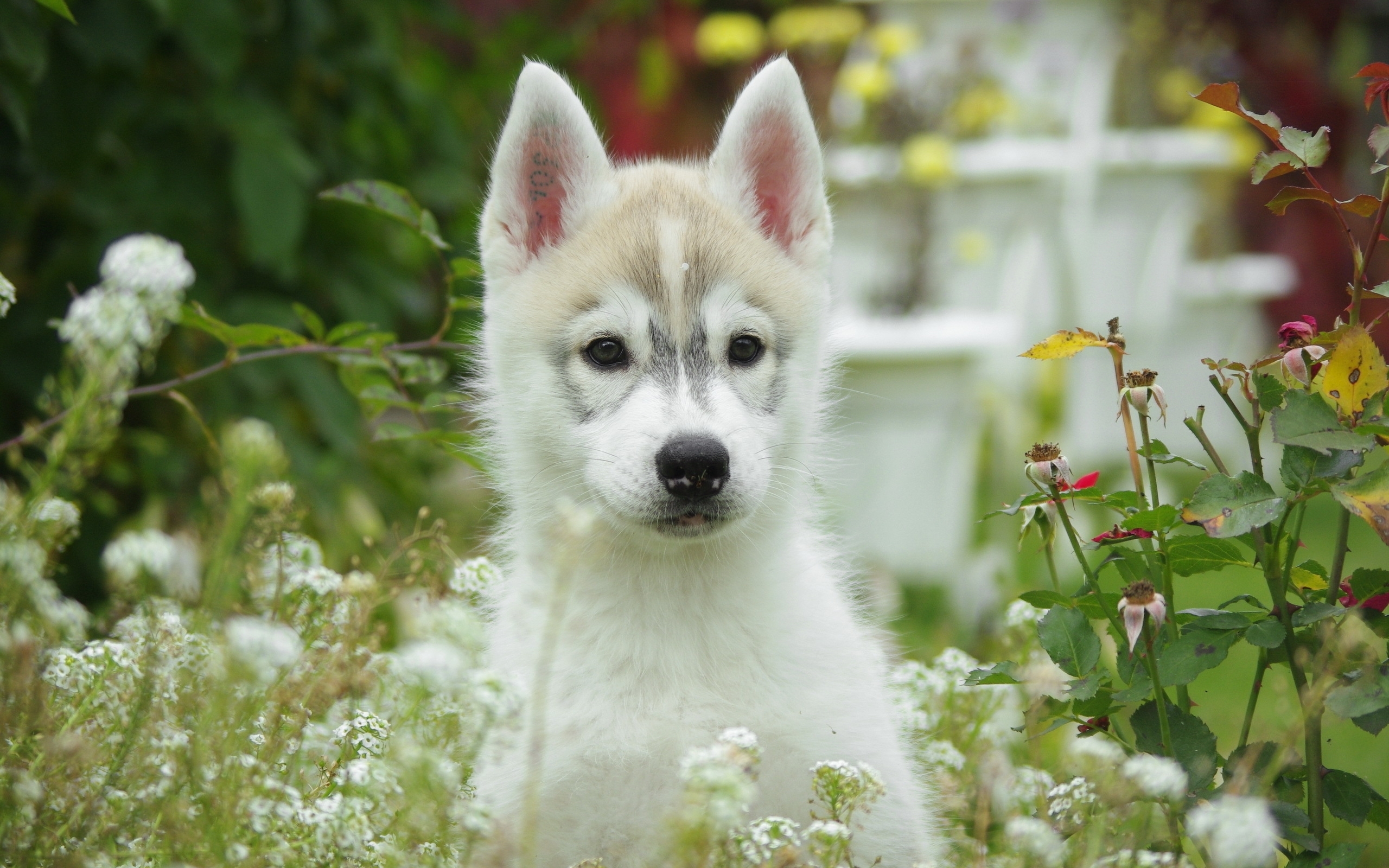 Pies 2560x1600 031 Siberian Husky