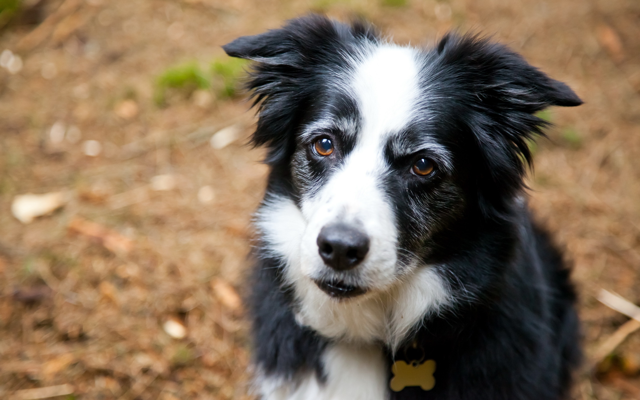 Psy 274 Zwierzeta, Border collie