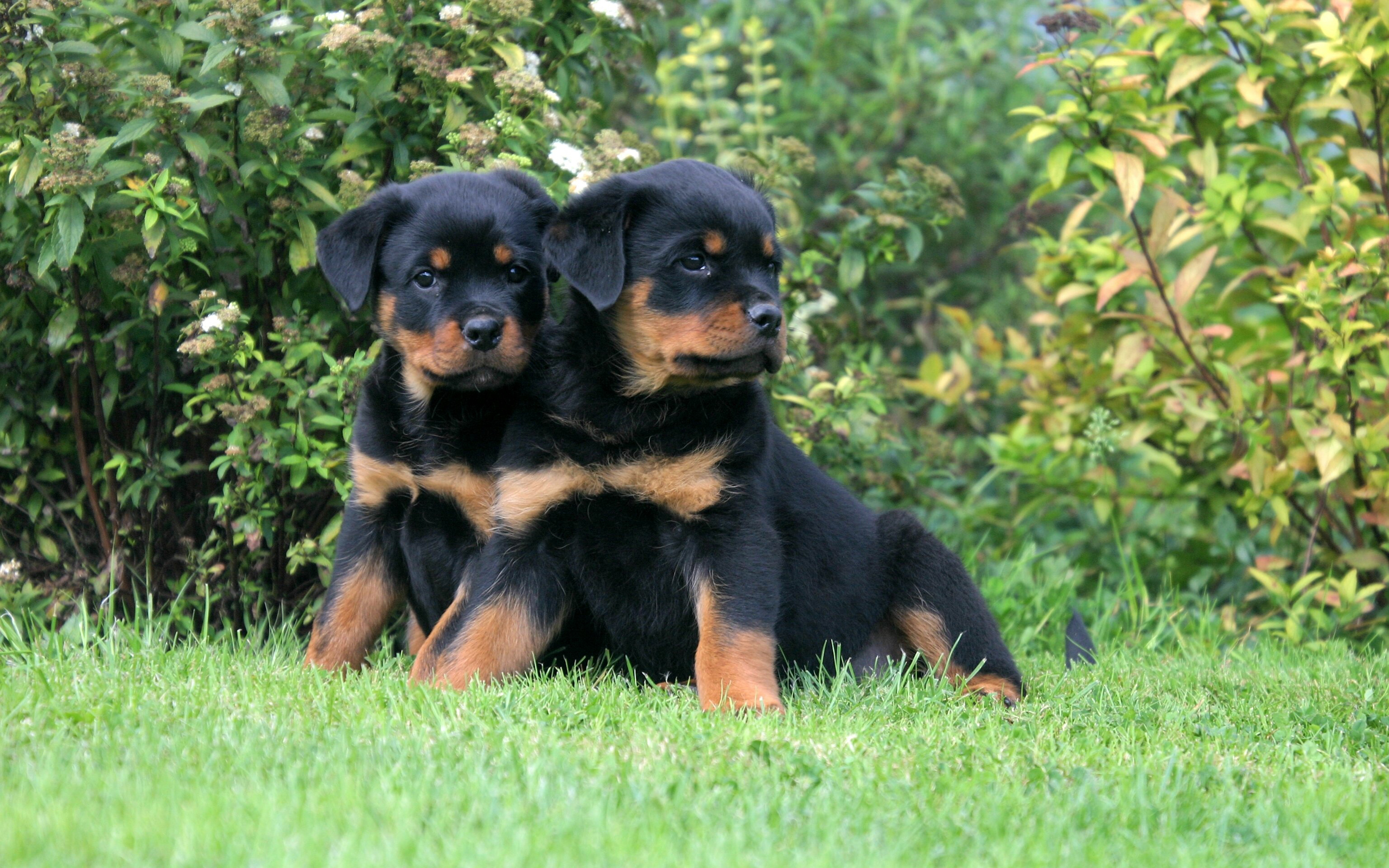 Rottweiler 004 Psy, Zwierzeta, Szczeniaki