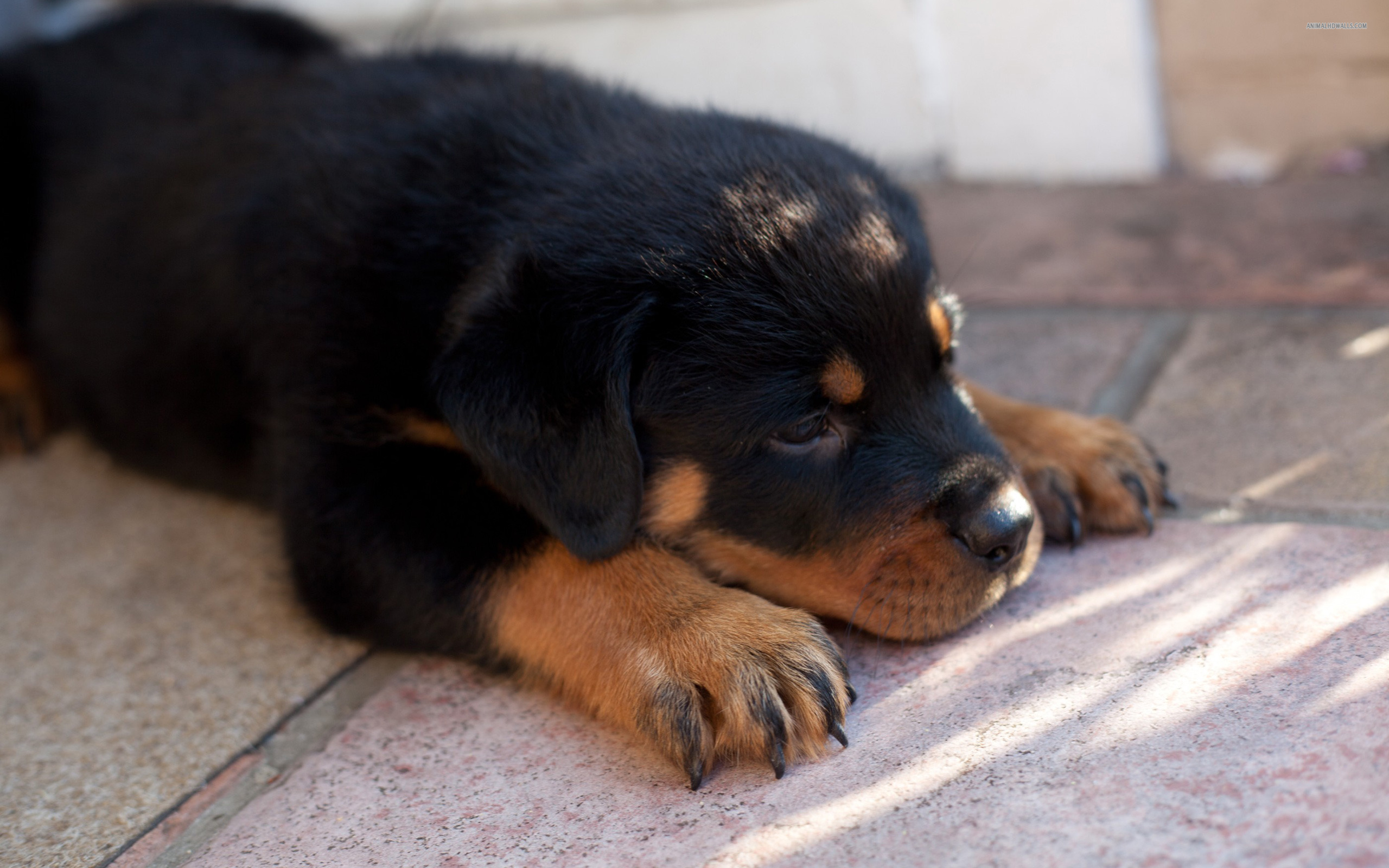 Rottweiler 006 Psy, Zwierzeta, Szczeniak