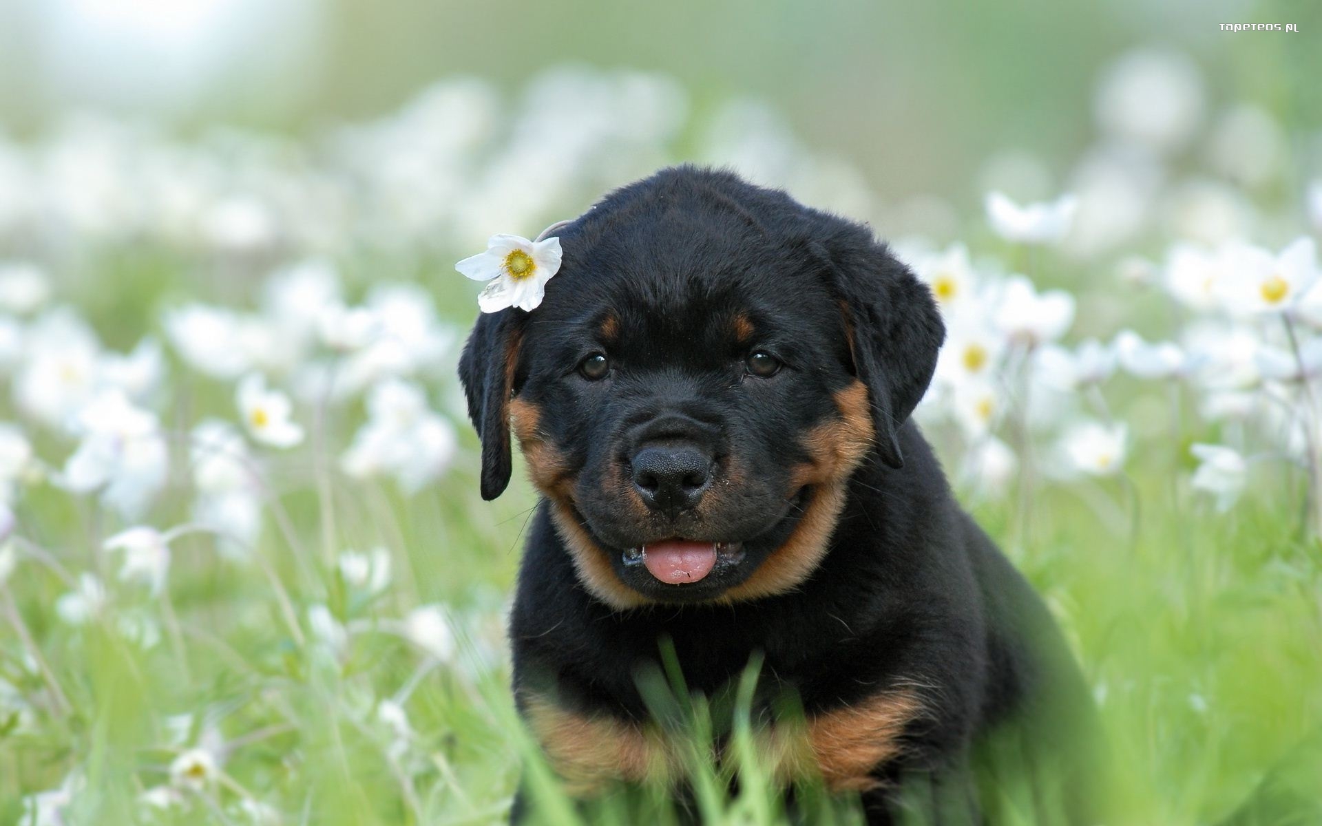 Rottweiler 008 Psy, Zwierzeta, Szczeniak, Trawa, Kwiaty