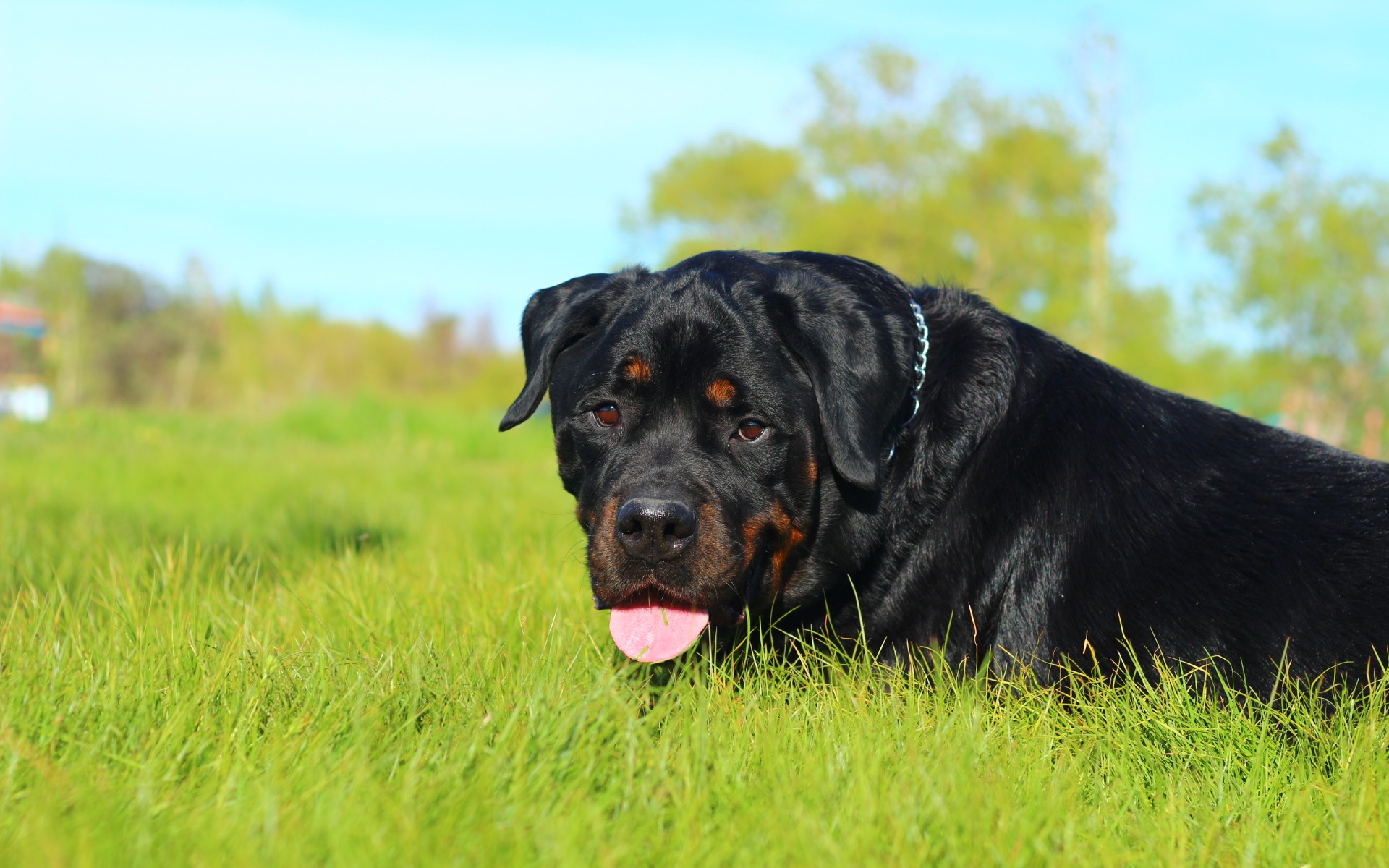 Rottweiler 009 Psy, Zwierzeta, Trawa