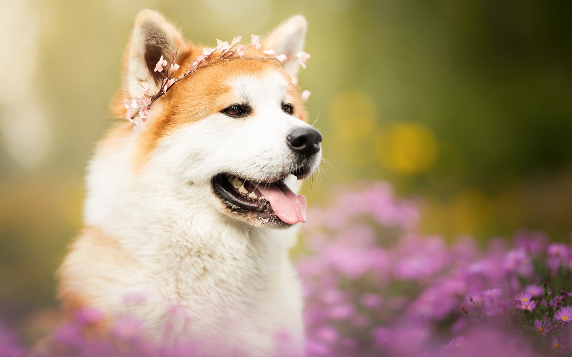 Shiba Inu 038 Pies, Zwierzeta, Kwiaty