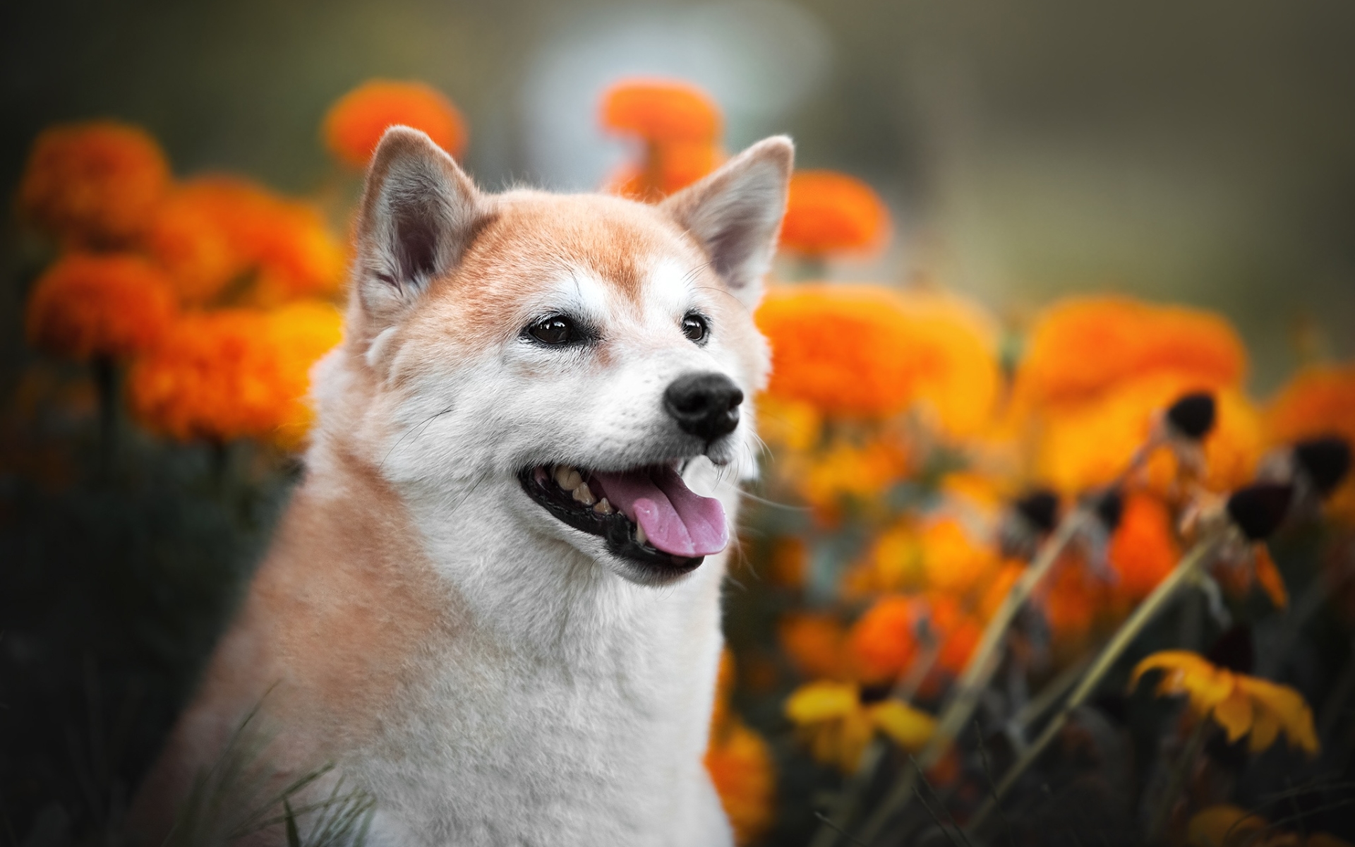 Shiba Inu 044 Pies, Zwierzeta, Kwiaty