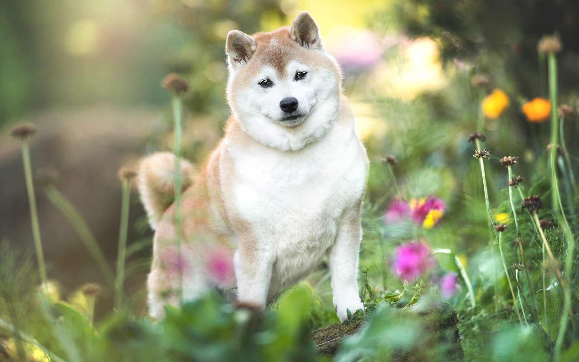 Shiba Inu 047 Pies, Zwierzeta, Kwiaty