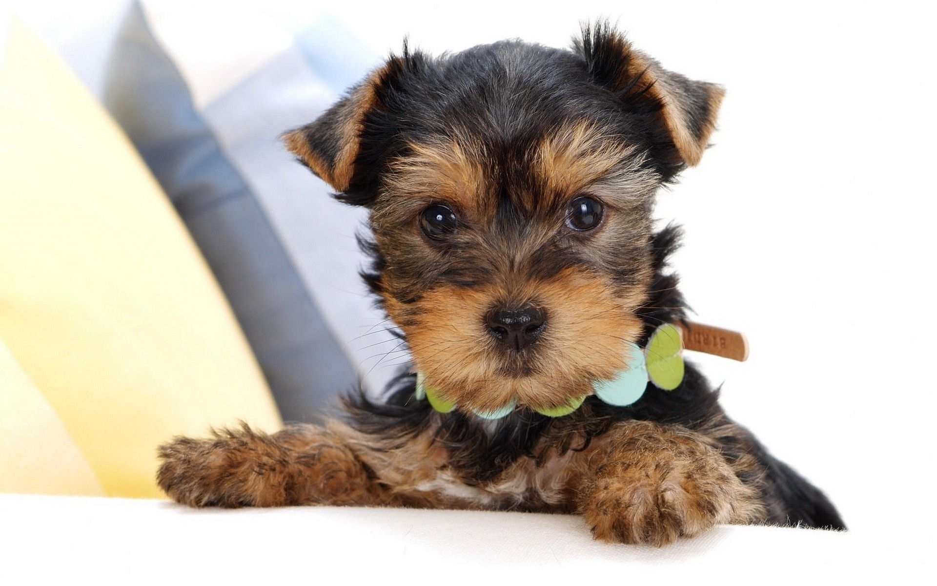 Yorkshire Terrier 009 Psy, Zwierzeta, Szczeniak