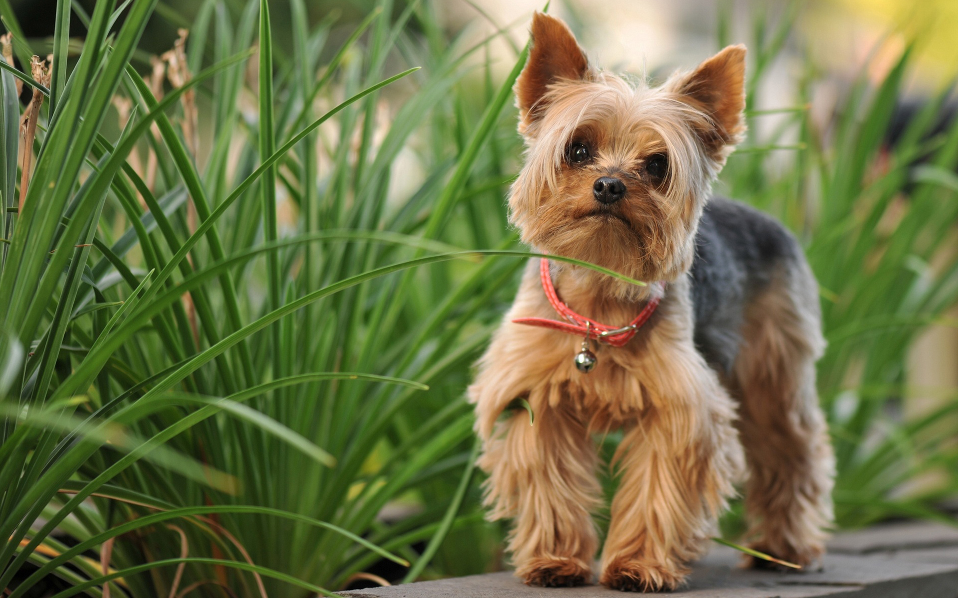 Yorkshire Terrier 045 Psy, Zwierzeta, Trawa