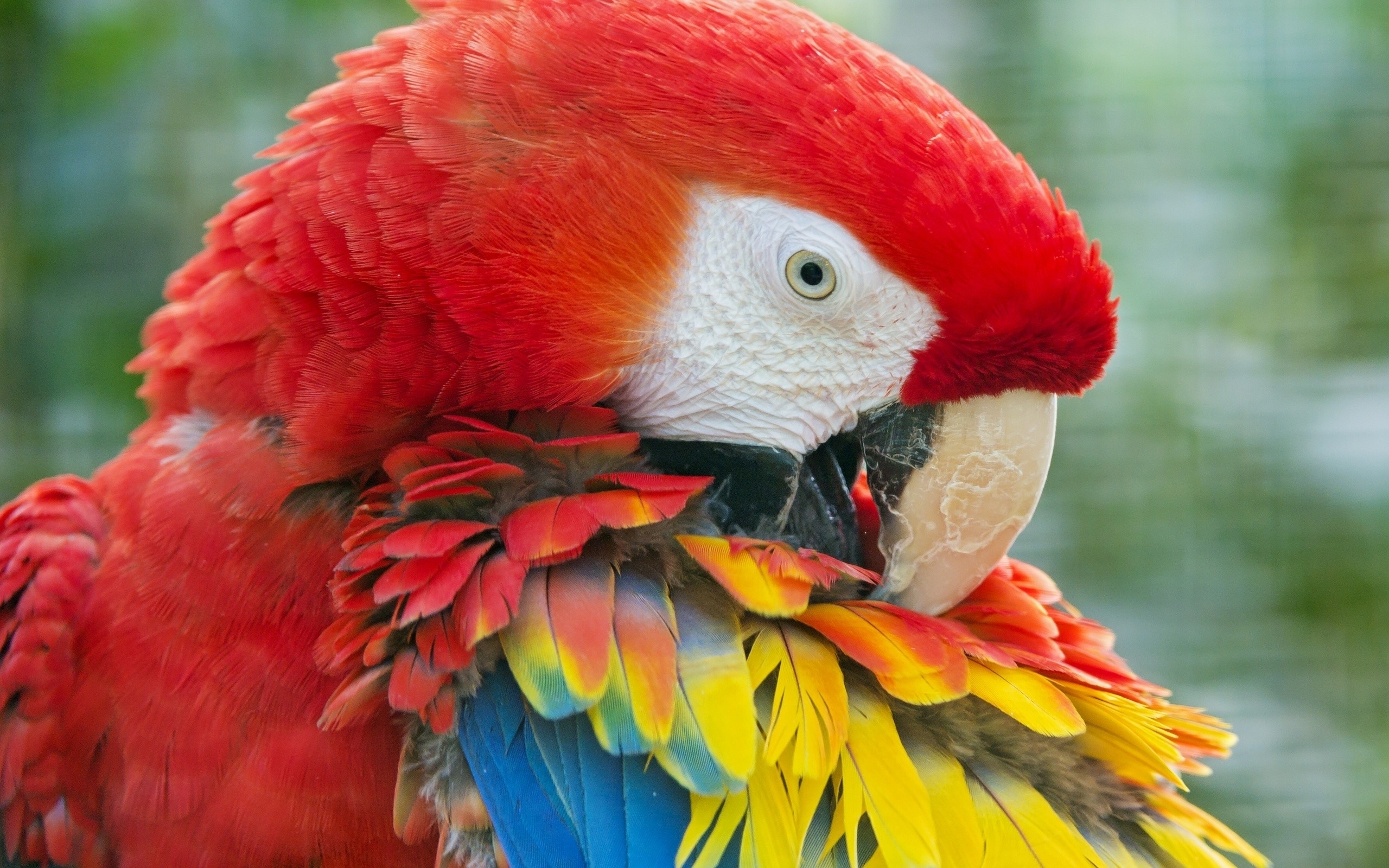 Papuga 2560x1600 004