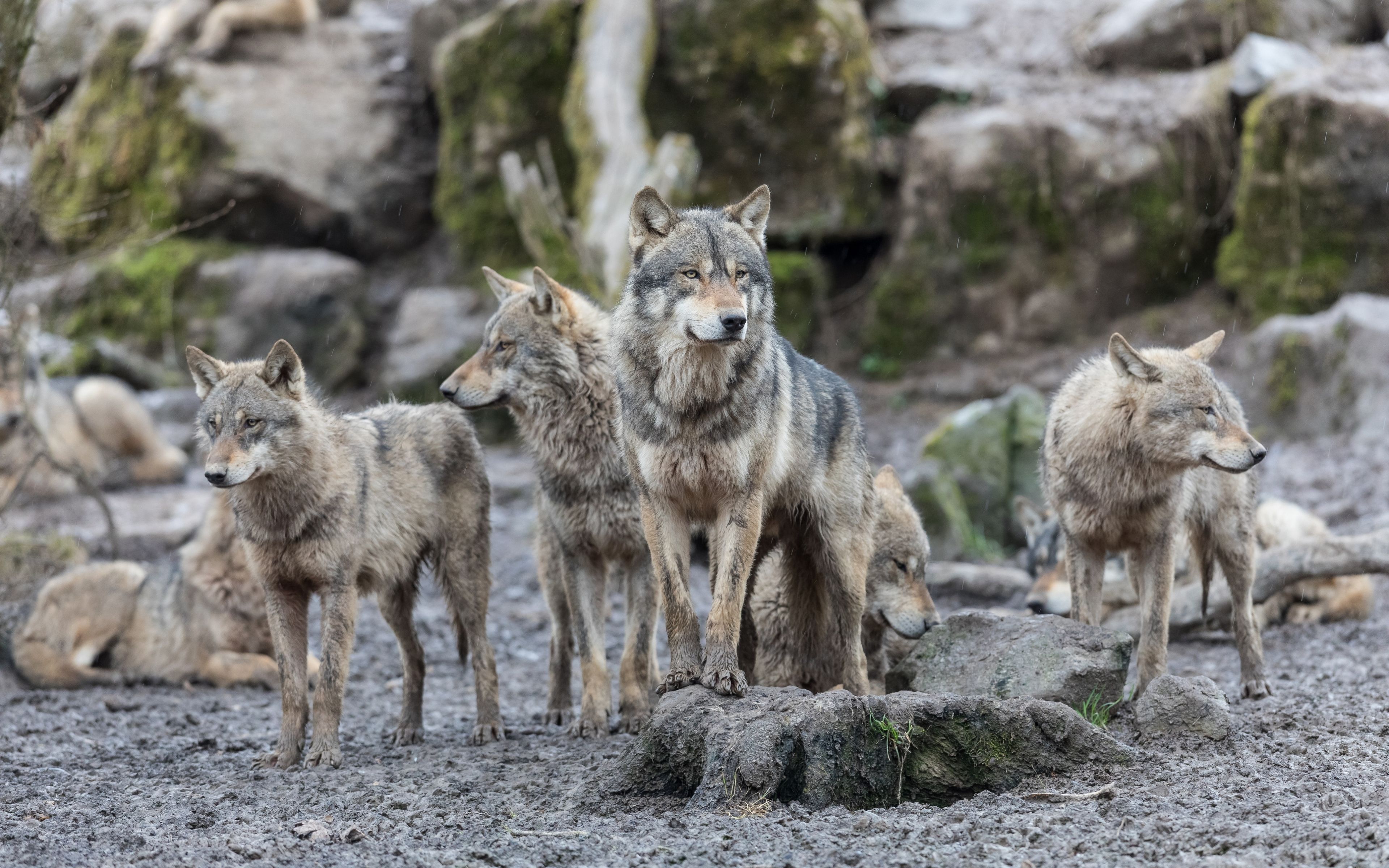 狼群只有狼王有交配权，低级狼没有，那它们是如何繁衍后代的？ - 知乎