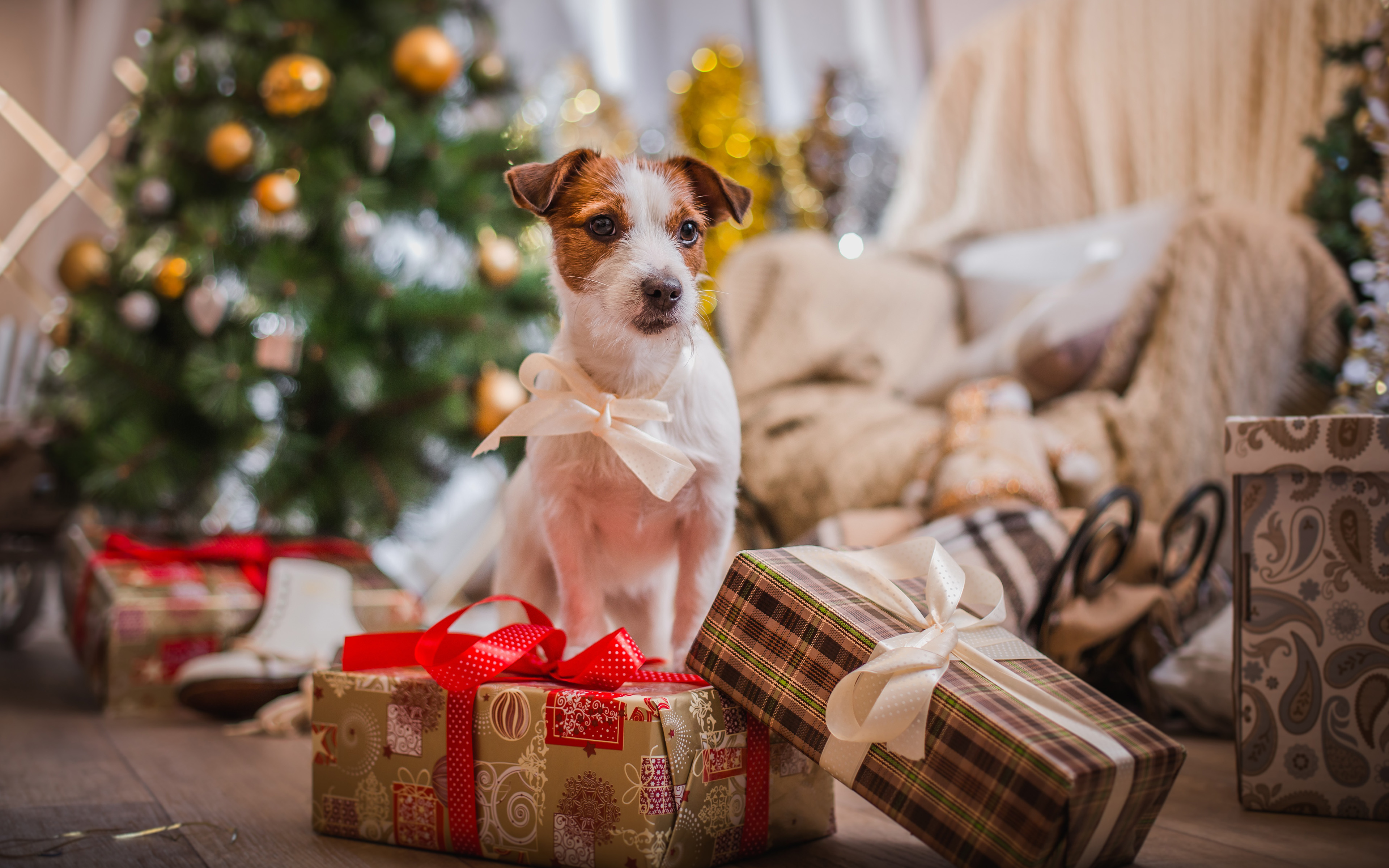 Swieta, Boze Narodzenie, Christmas 2052 Pies, Jack Russell Terrier, Prezenty, Choinka