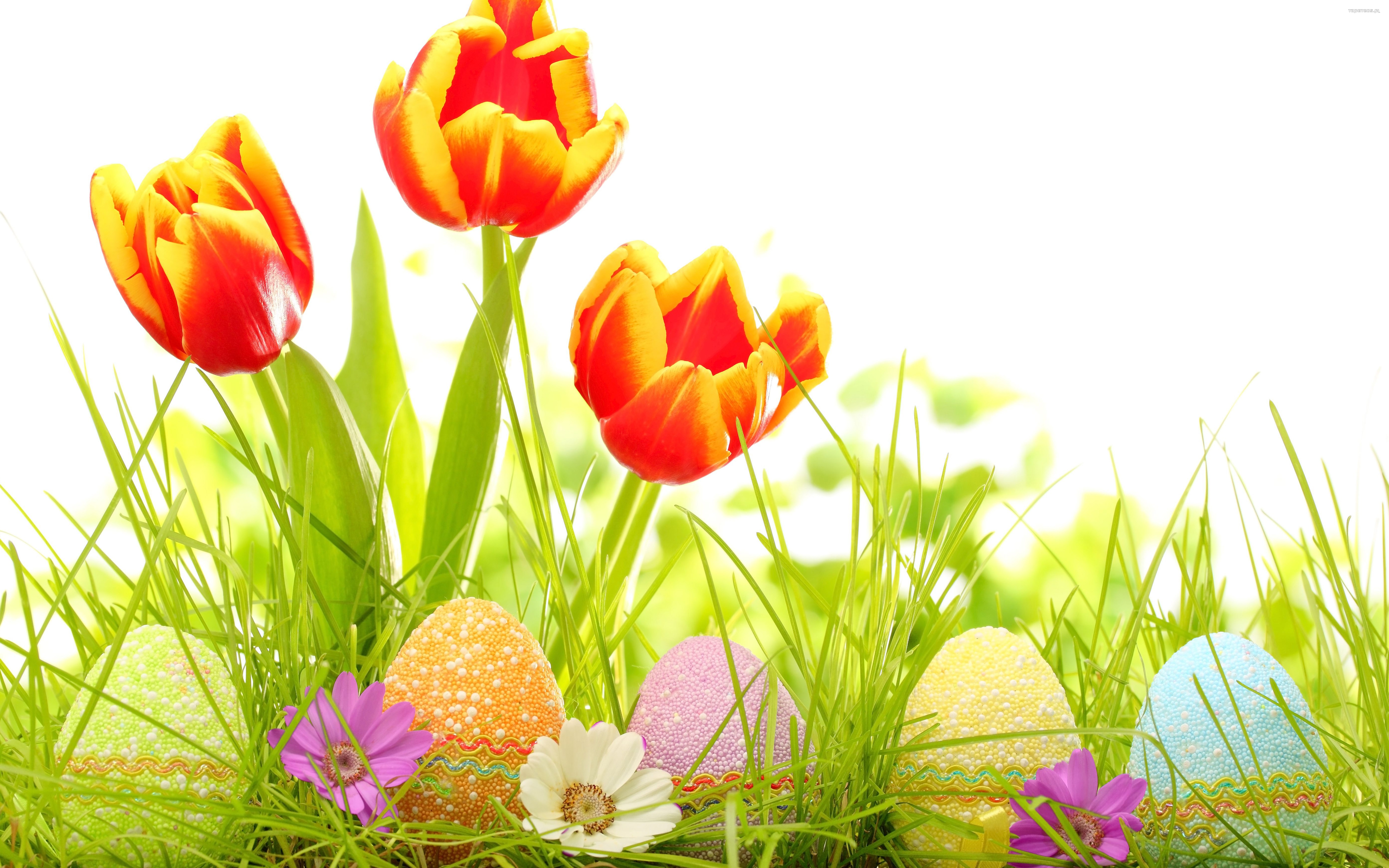 праздники яйца пасха трава природа holidays eggs Easter grass nature бесплатно