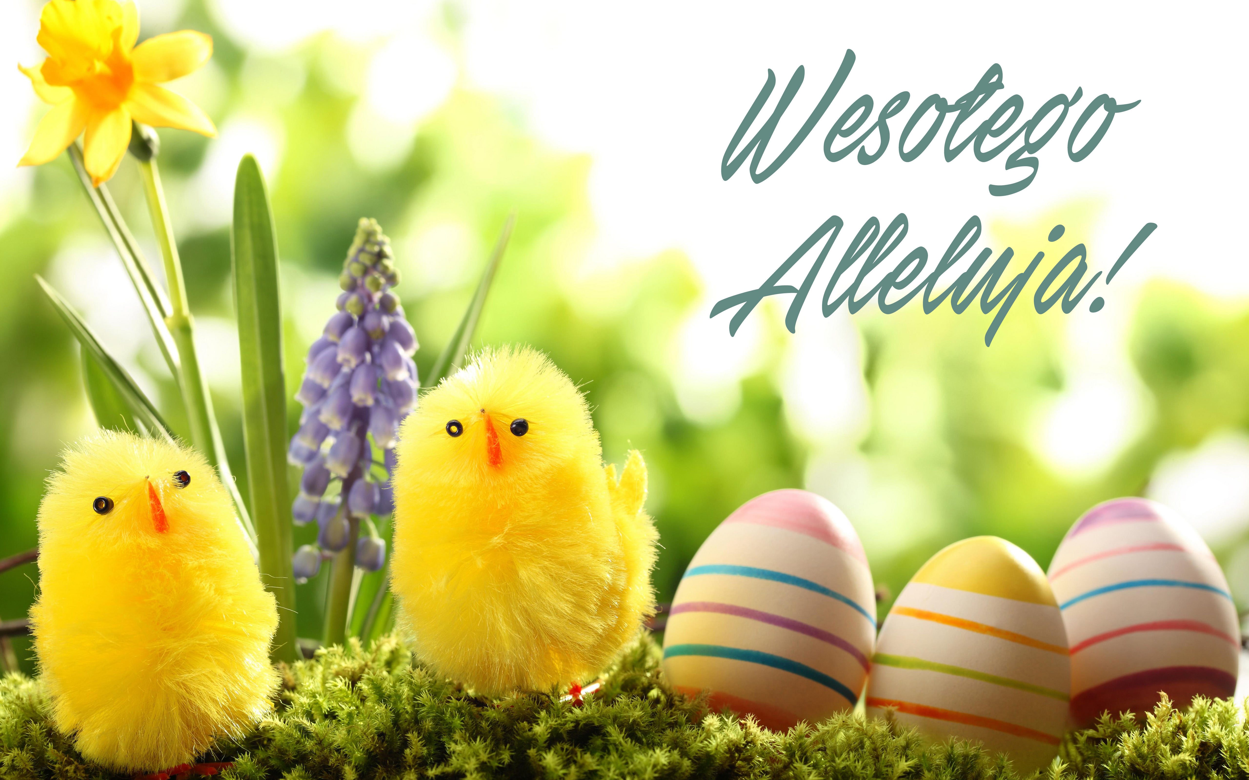 праздники яйца пасха трава природа holidays eggs Easter grass nature бесплатно