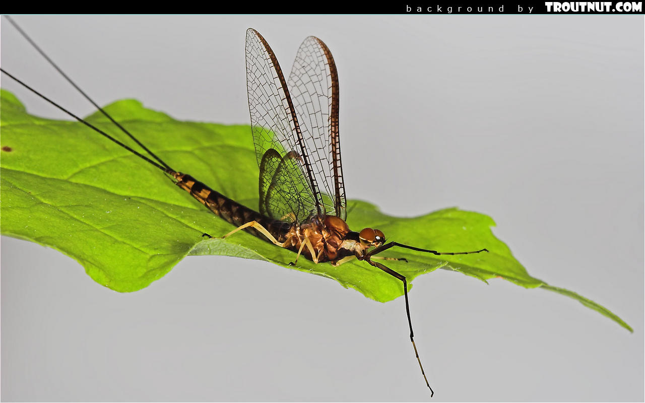 Zwierzęta 1280x800 Owad 001