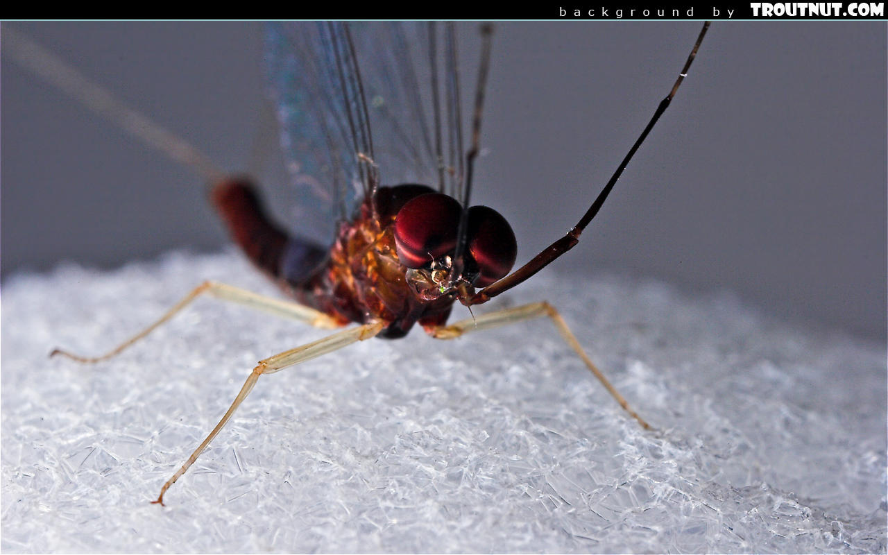 Zwierzęta 1280x800 Owad 005
