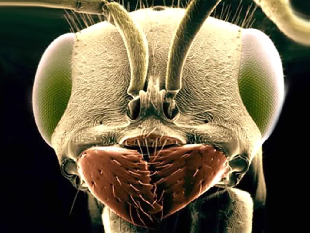 Insekty 01