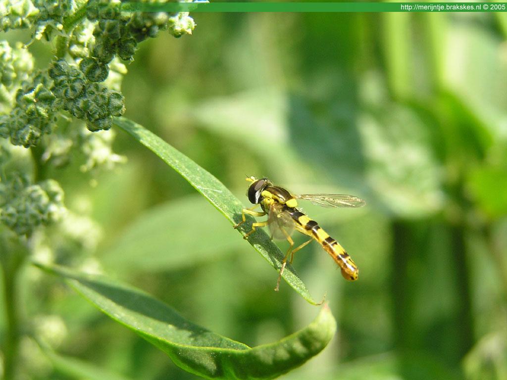 Insekty 03