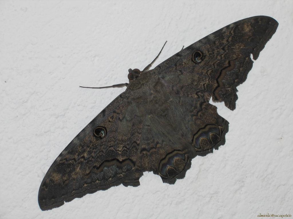 Insekty 09