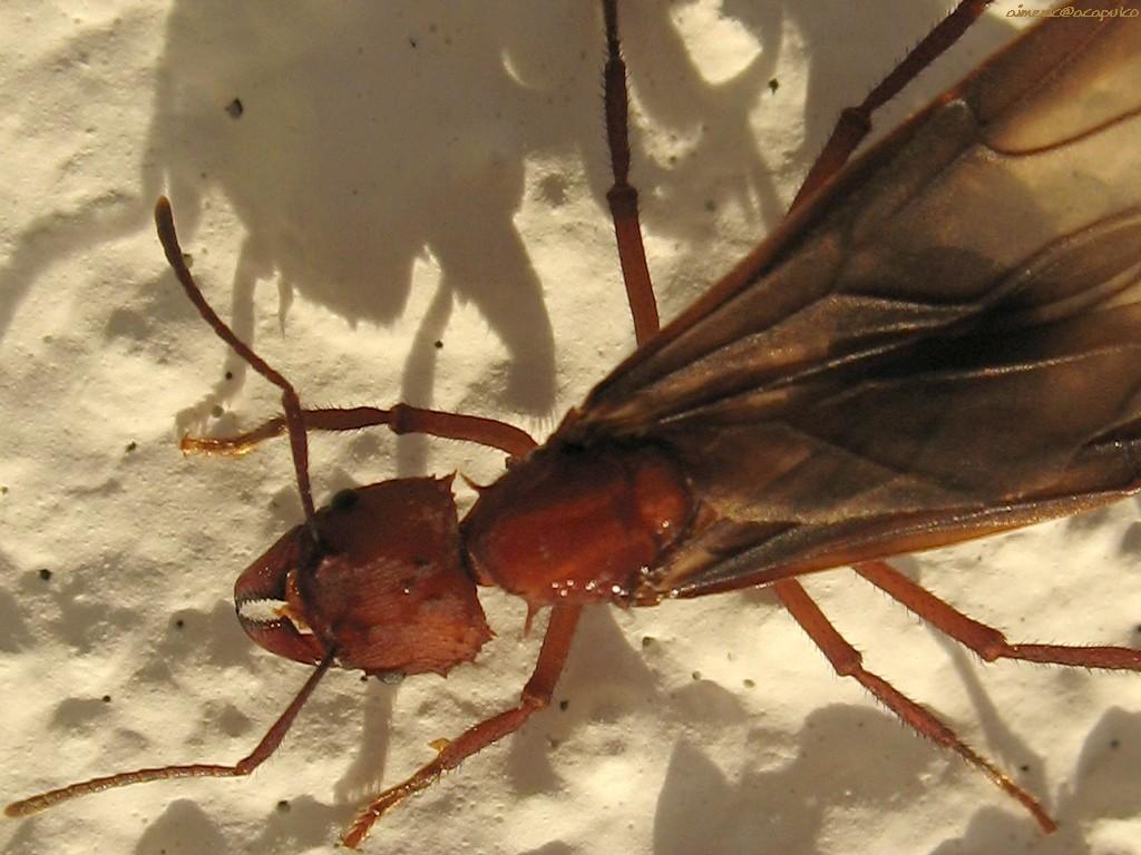 Insekty 12