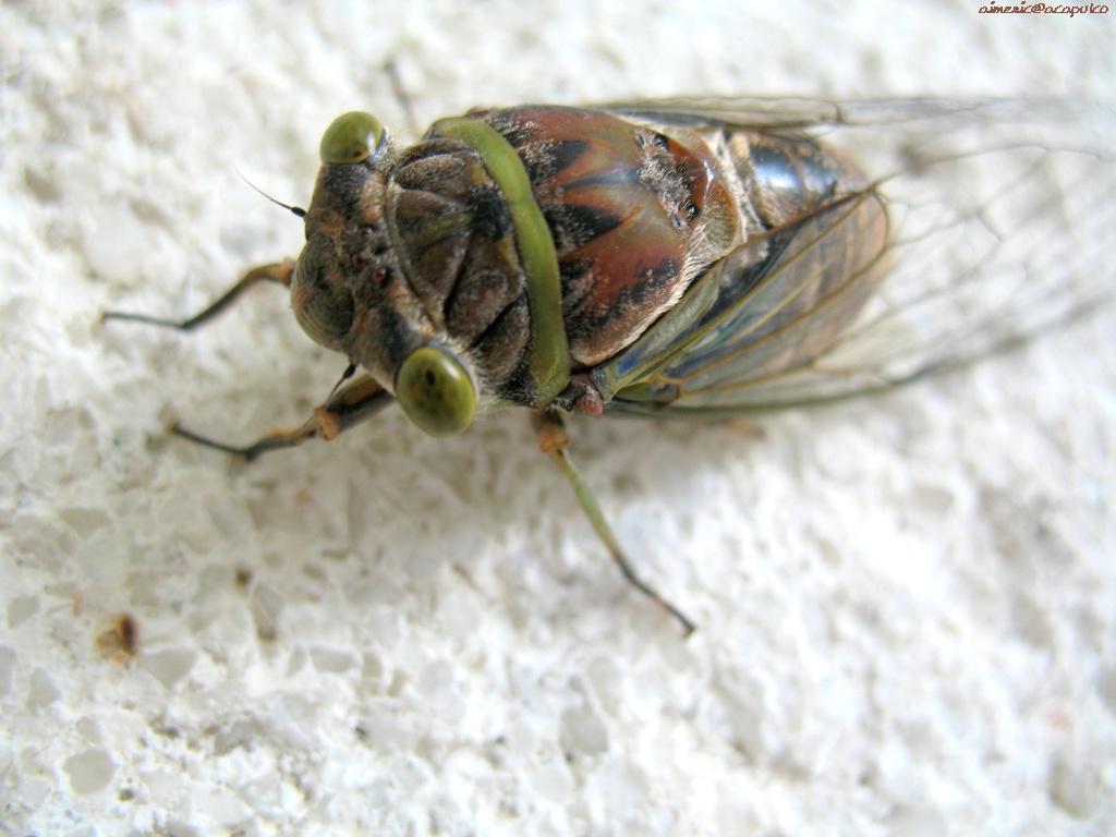 Insekty 13