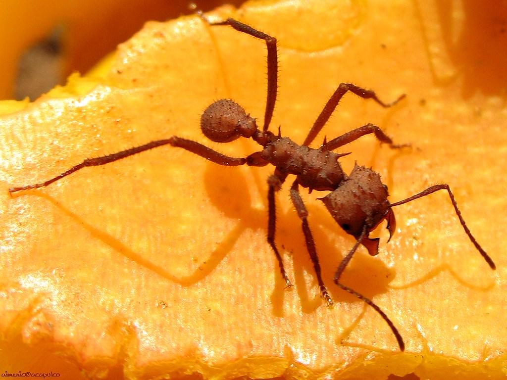 Insekty 14