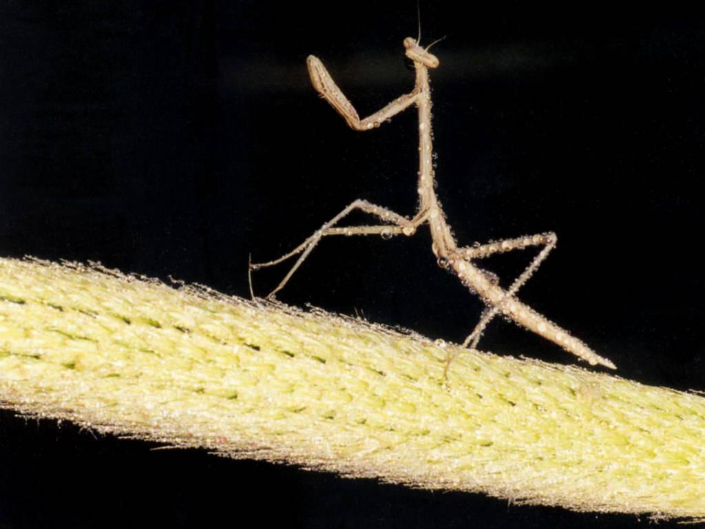 Insekty 15