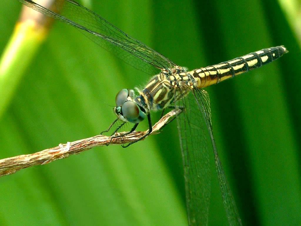 Insekty 16