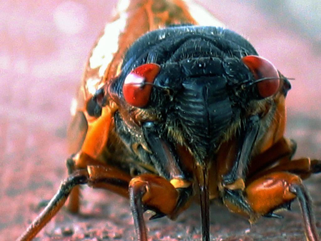 Insekty 18