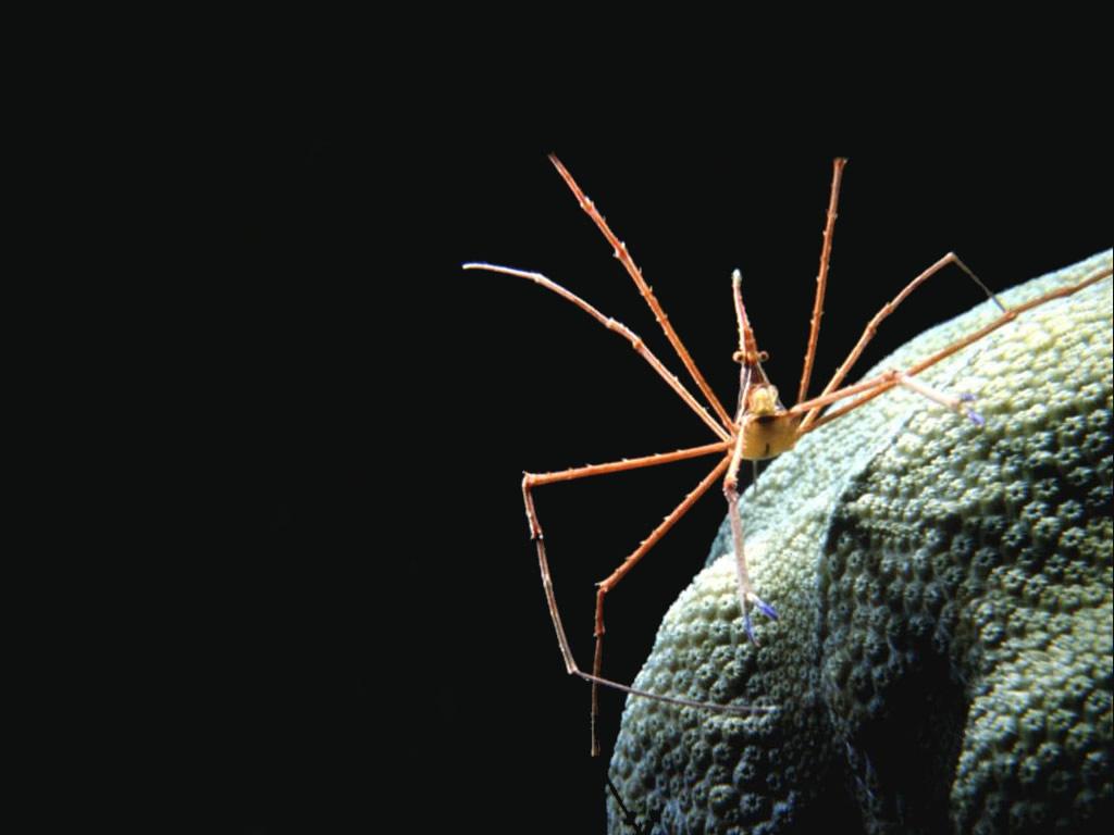 Insekty 19