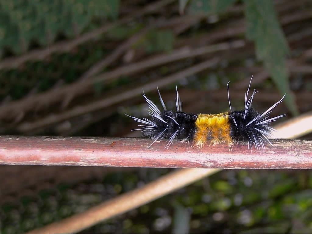 Insekty 21